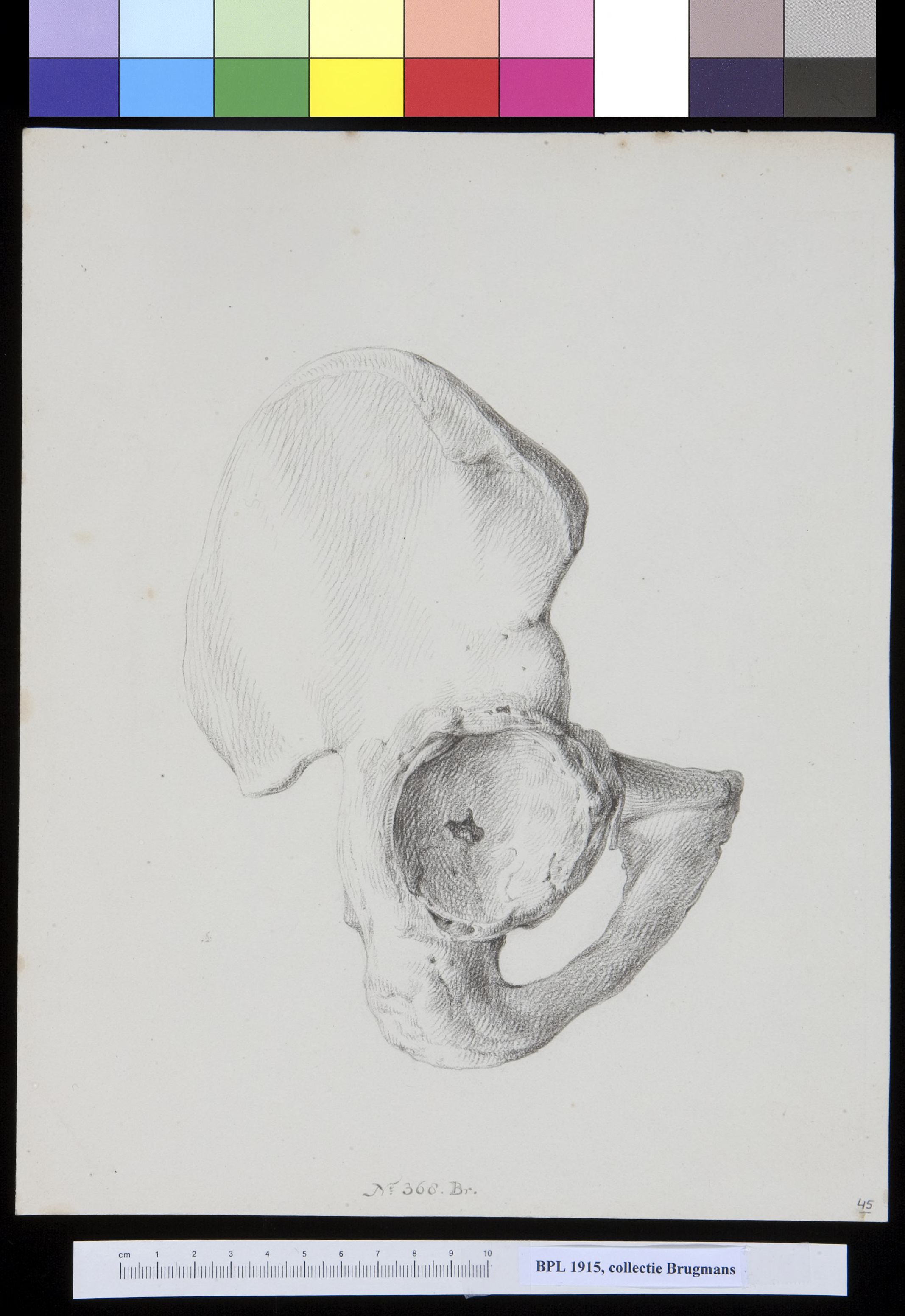 Pelvis