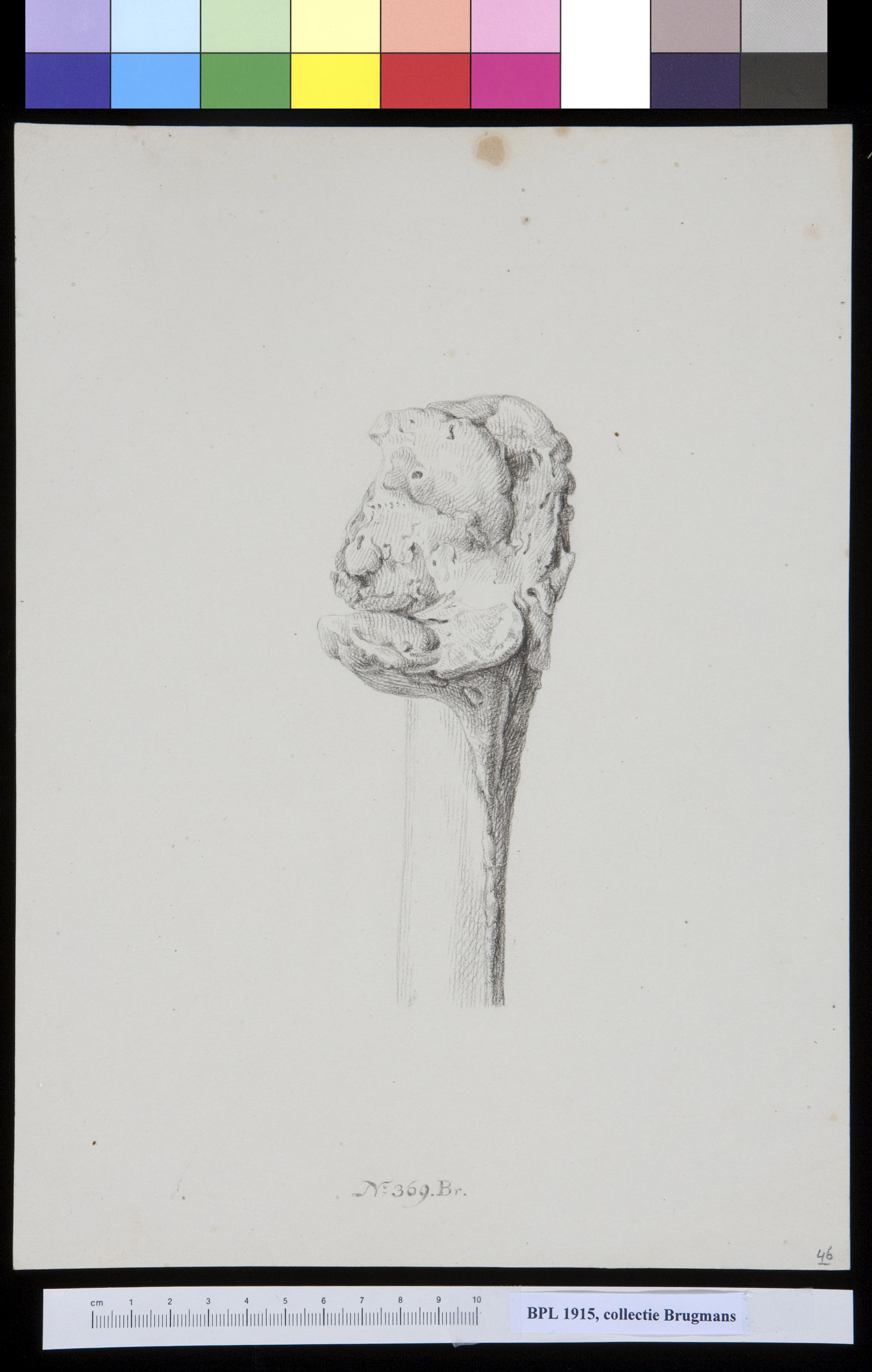 Bone of the lower arm