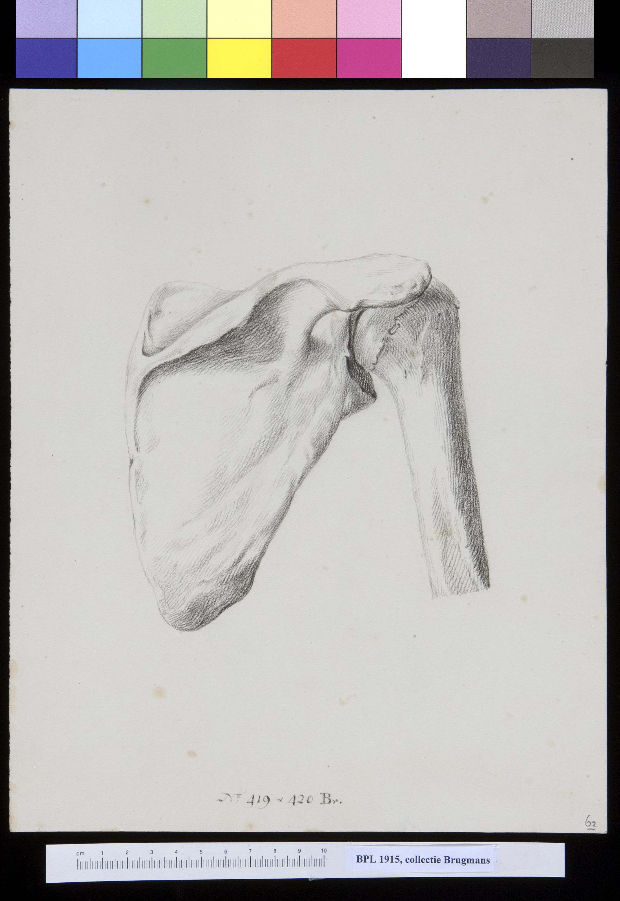 Bones of the shoulder