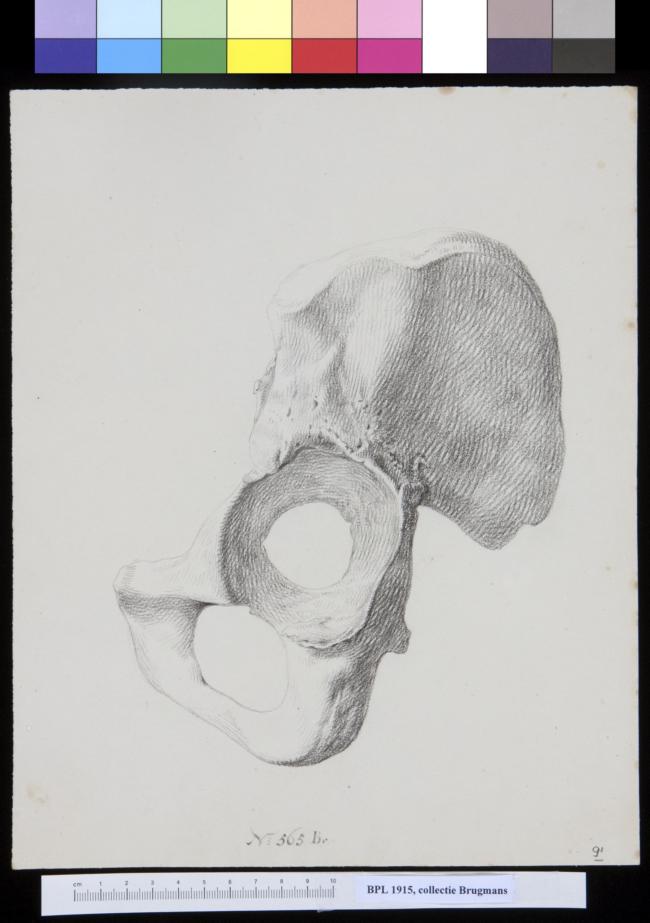 Pelvis
