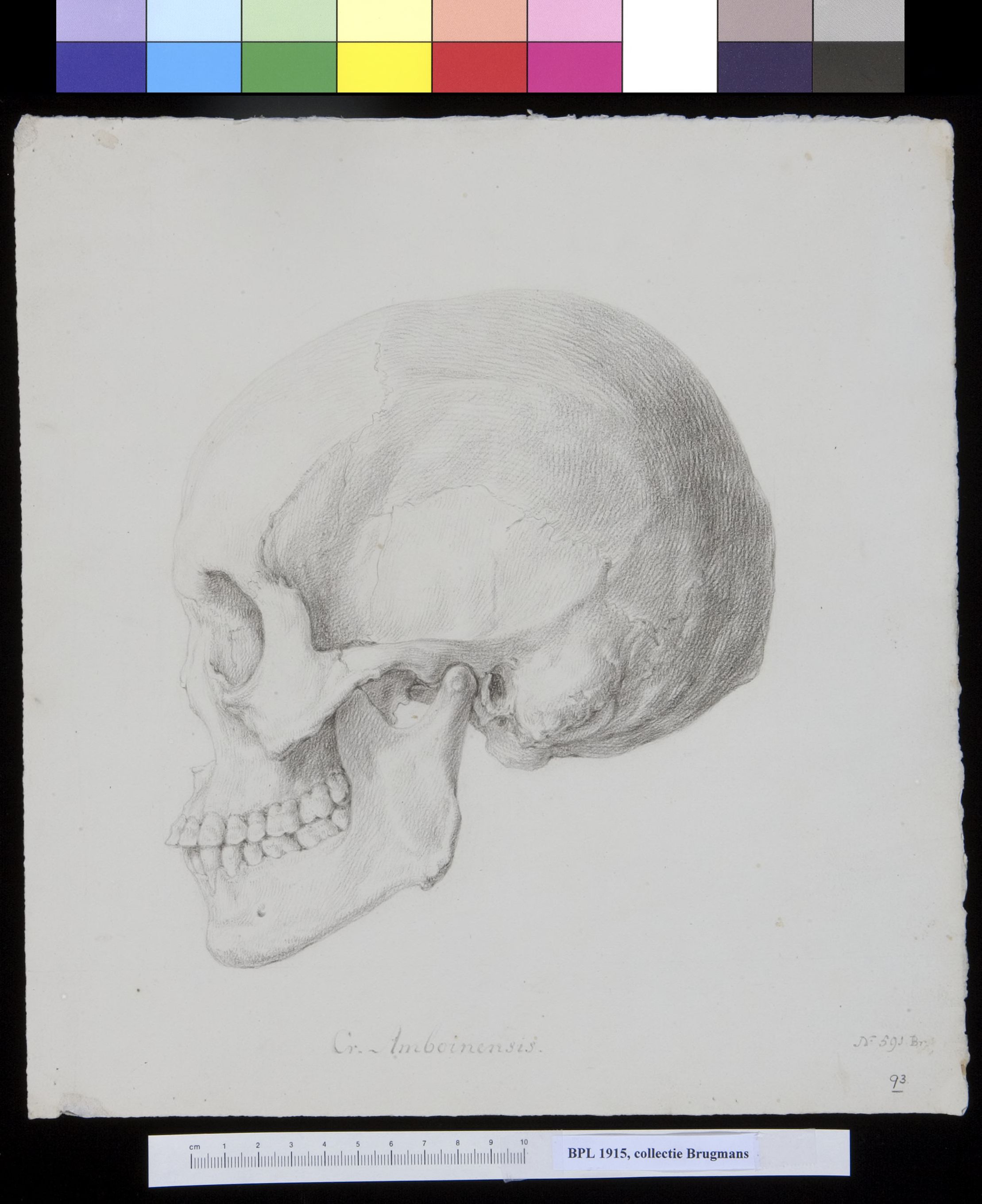 Skull from Ambon Island, lateral view