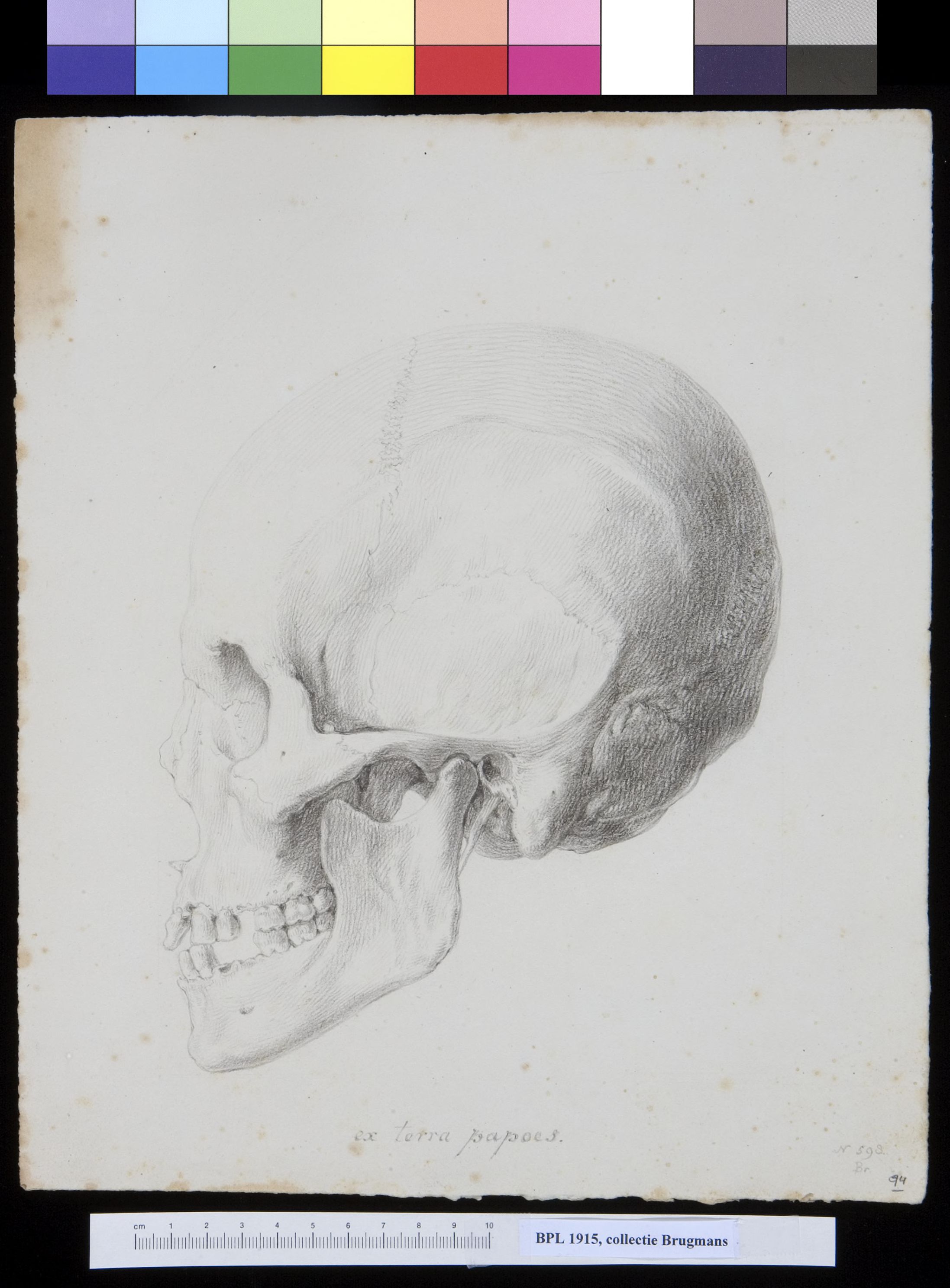Skull from Papua New Guinea, lateral view