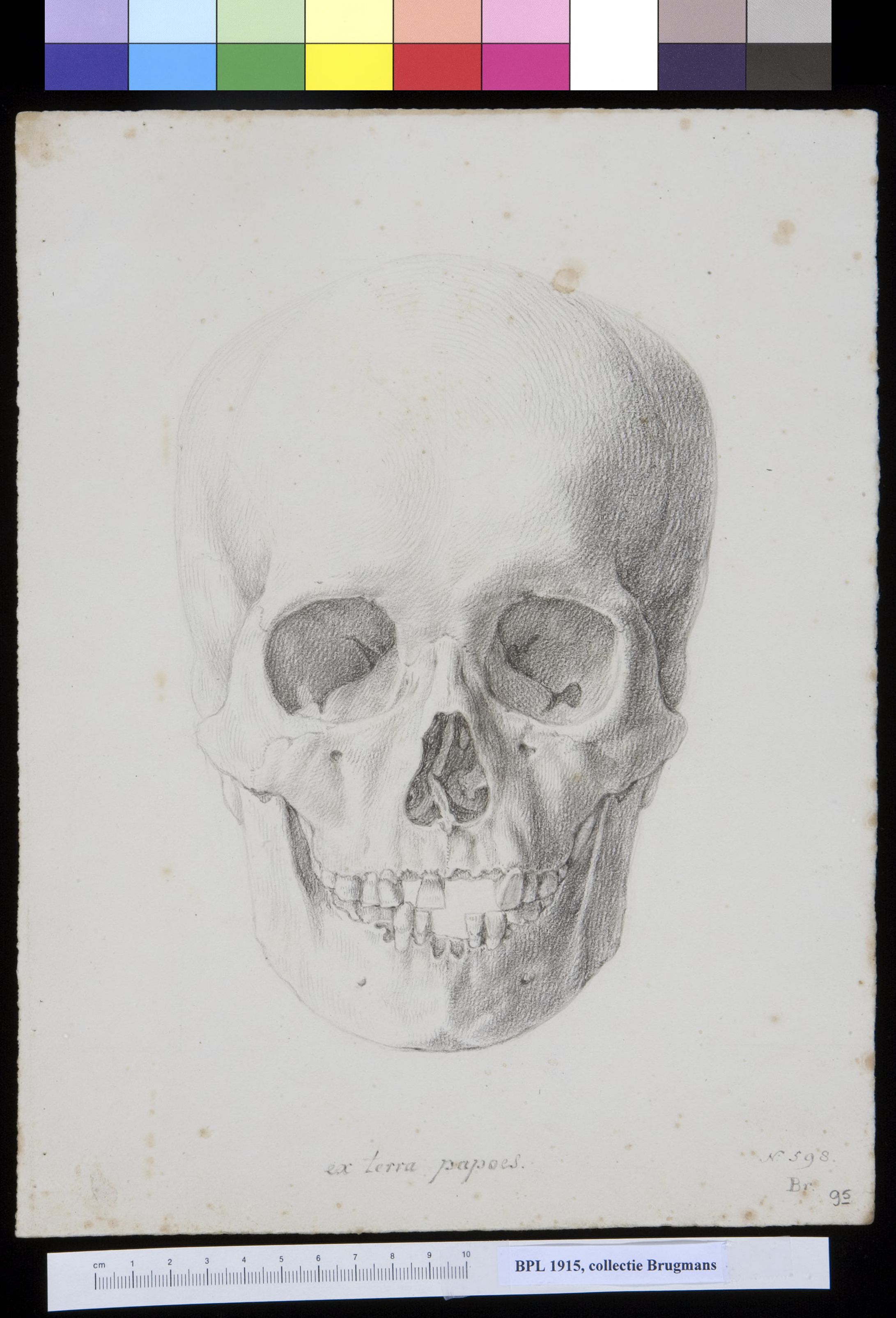 Skull from Papua New Guinea, frontal view