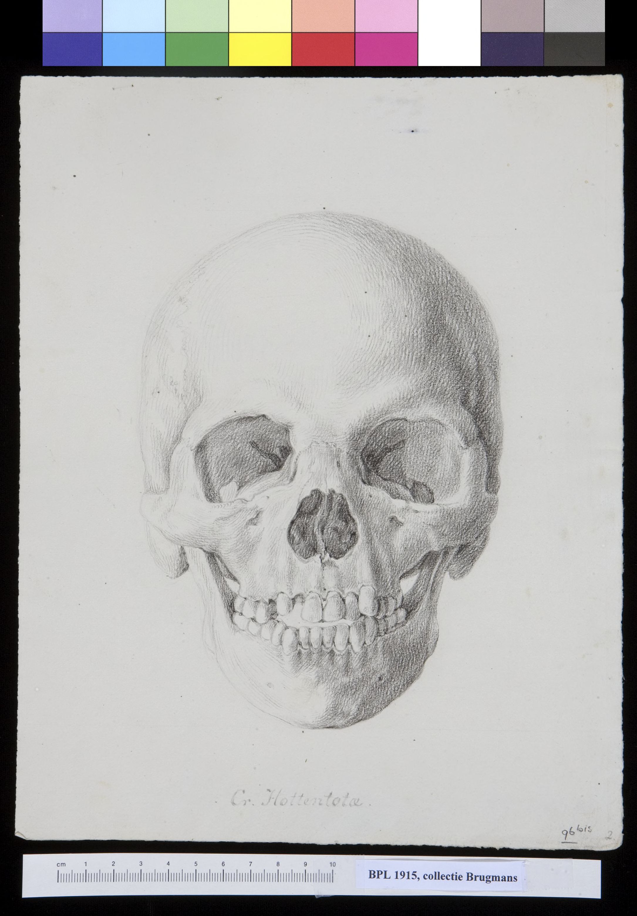 Skull of a South African Khoikhoi, frontal view