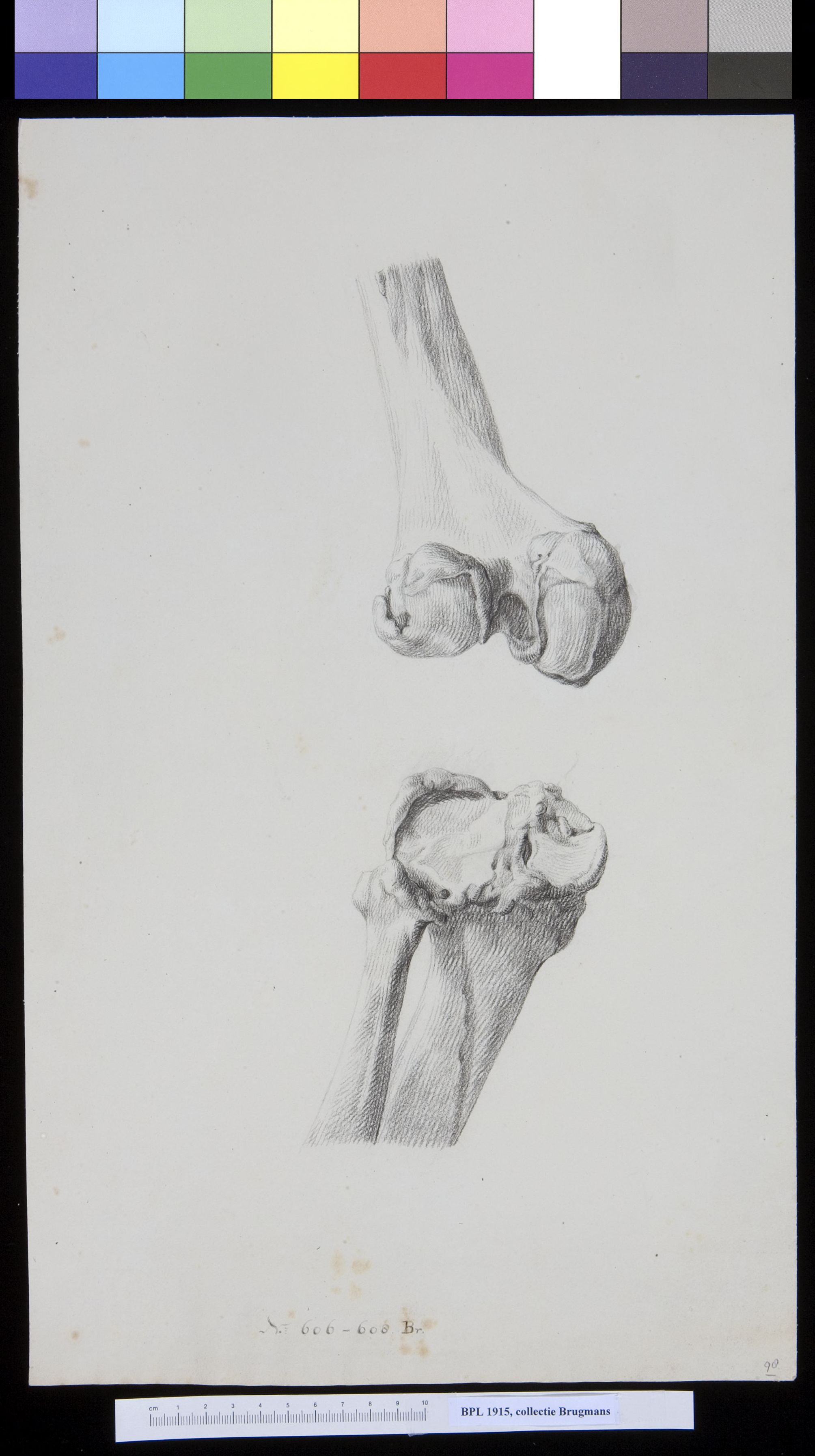 Knee