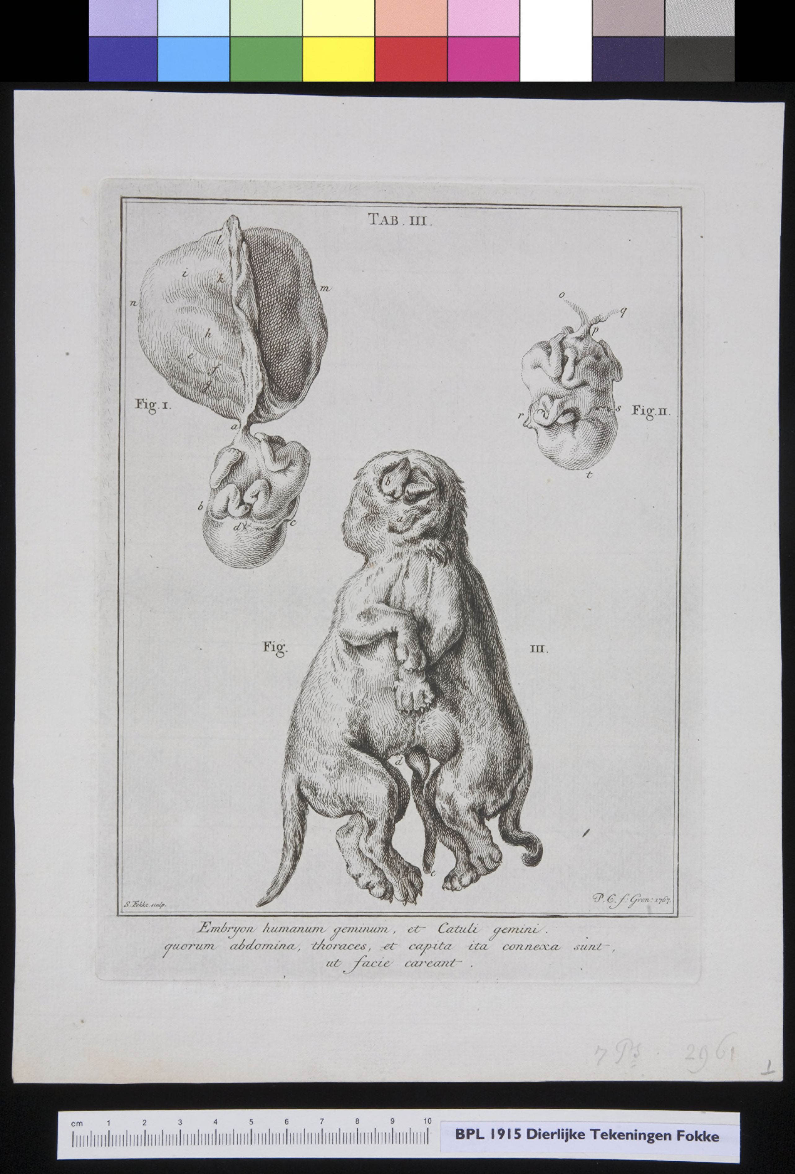 Animals: conjoined twins (human and dog)