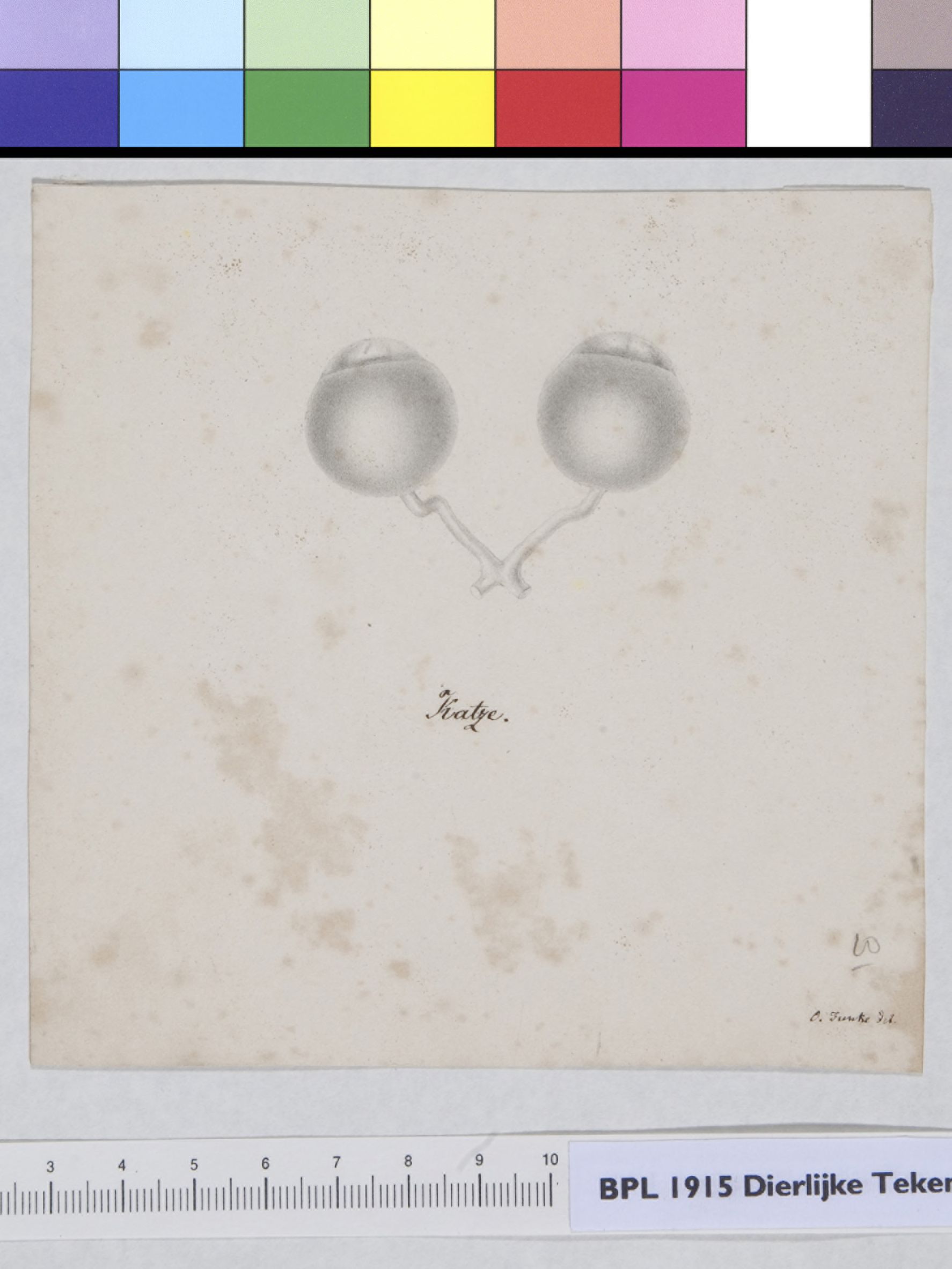 Animals: eyes of a cat