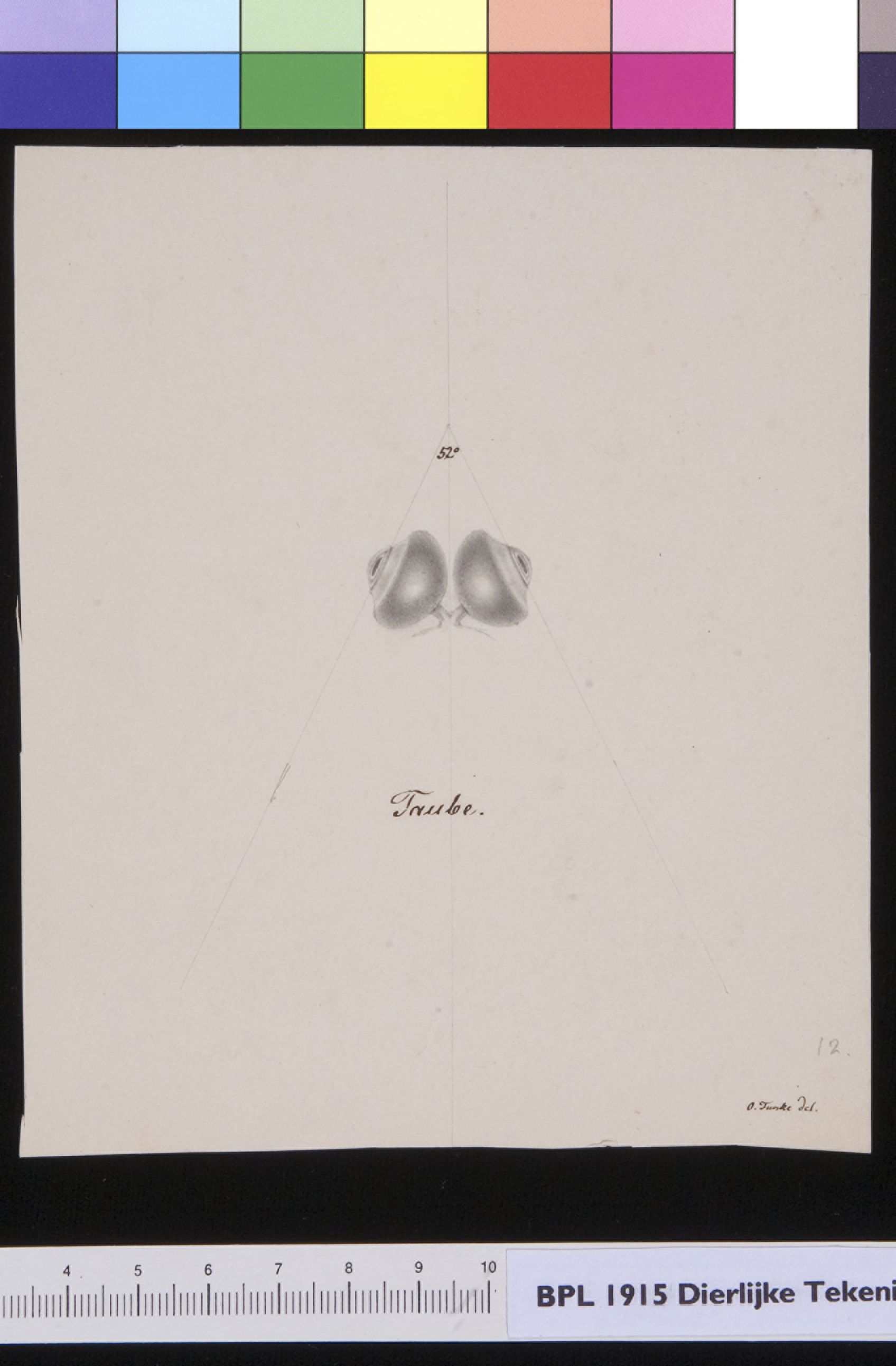 Animals: eyes of a pigeons