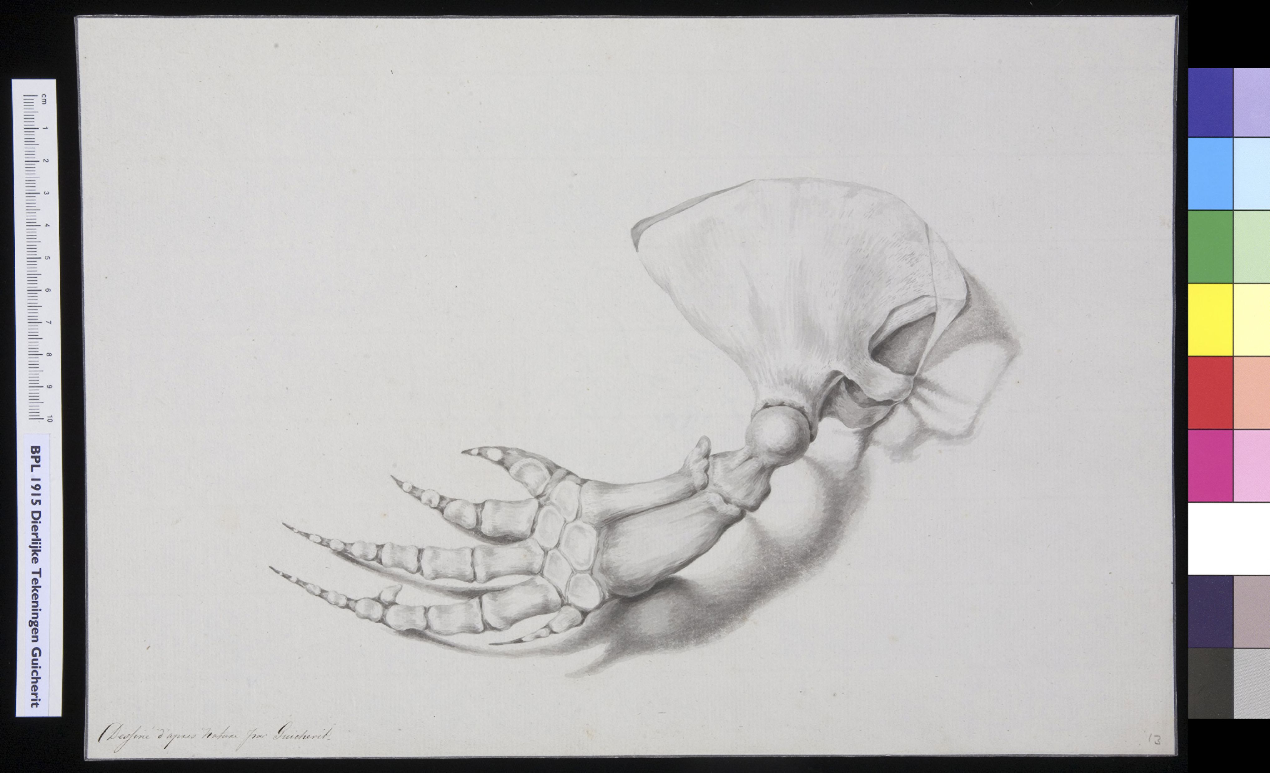 Animals: fish fin (bones)