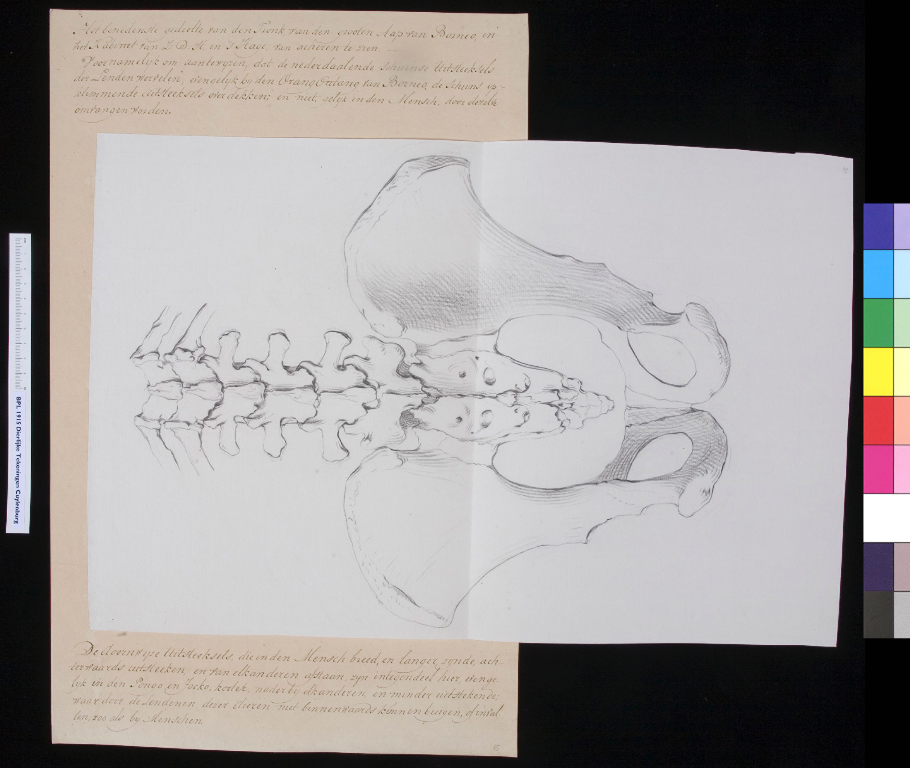 Animals: ape, spine