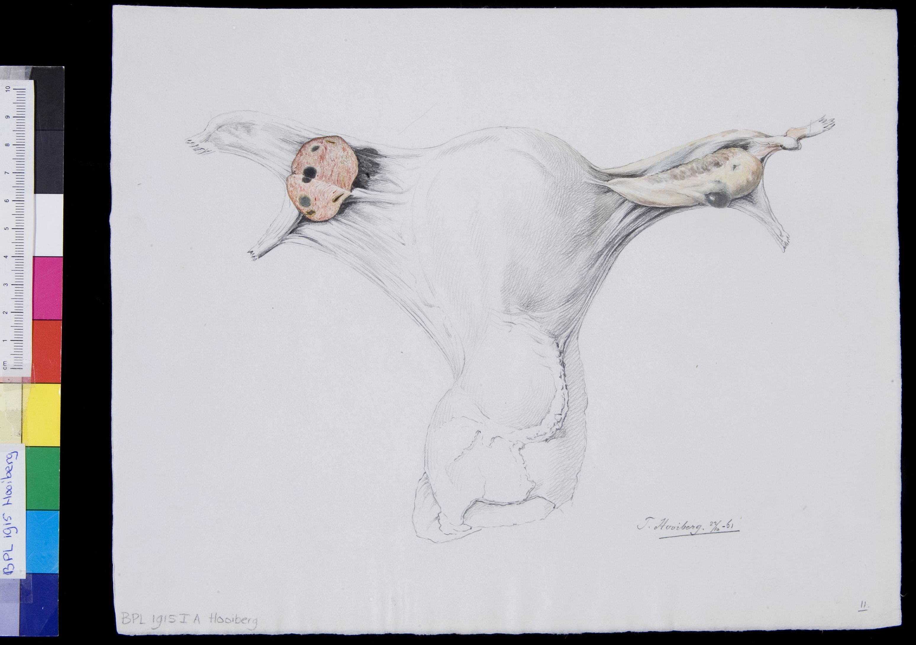 Female reproductive system