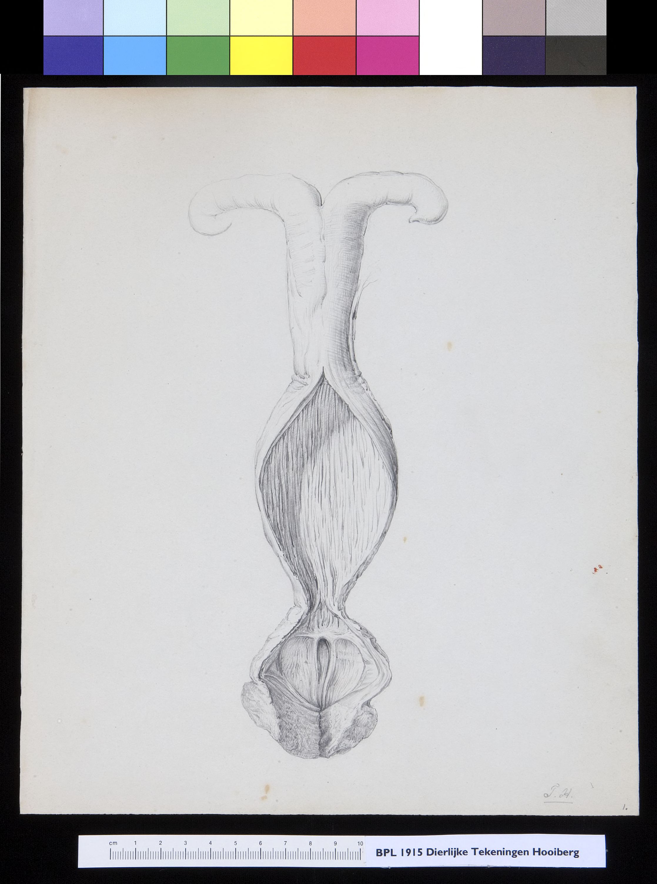 Animals: unidentified animal, urogenital system