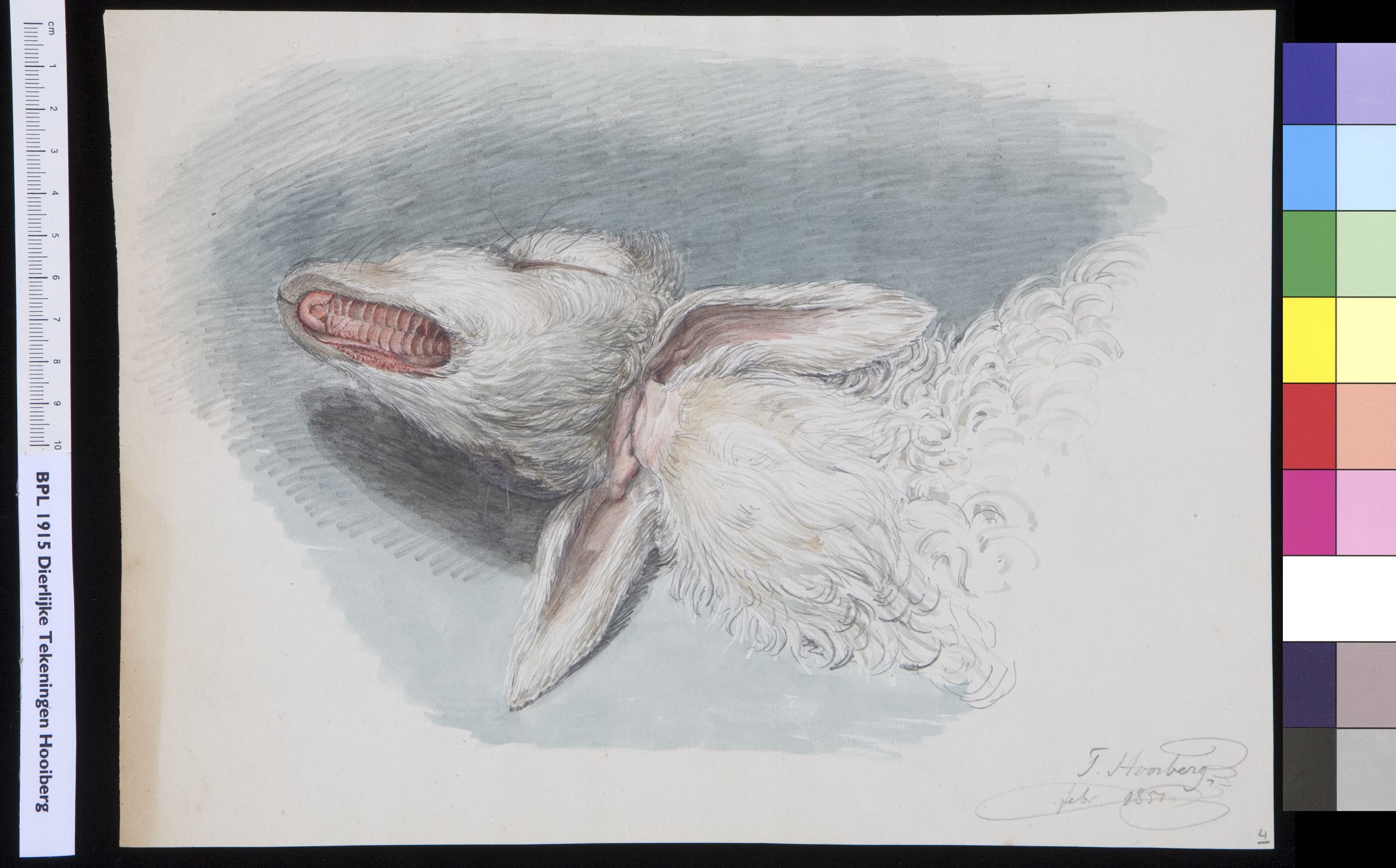 Animals: sheep