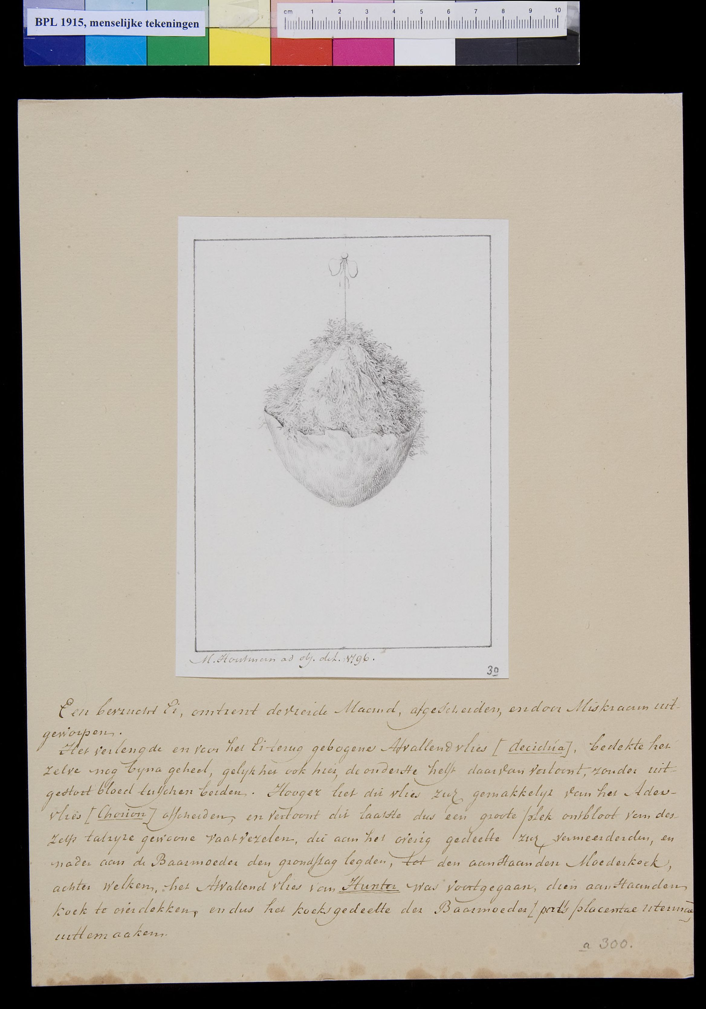 Embryo