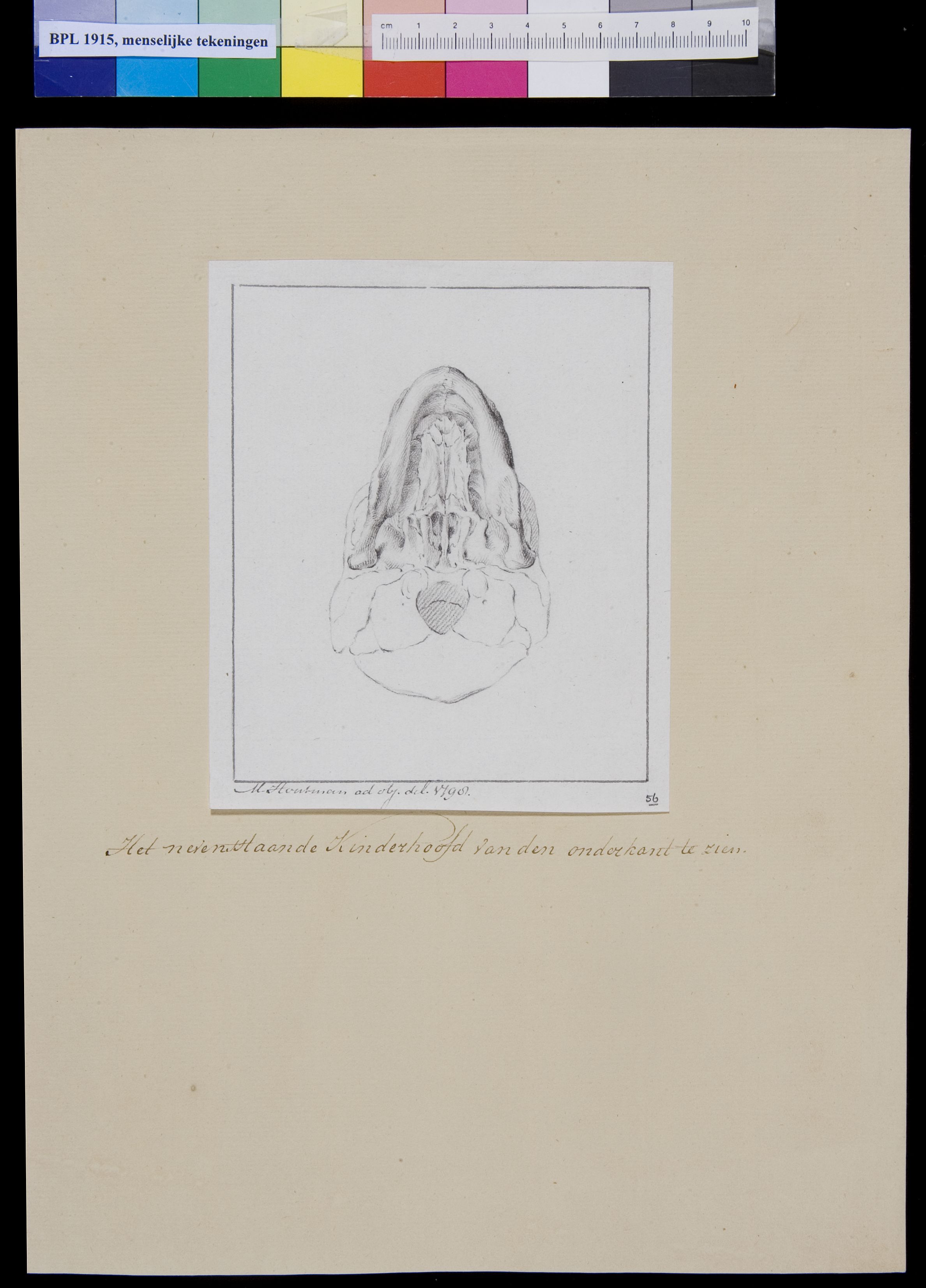 Child's skull