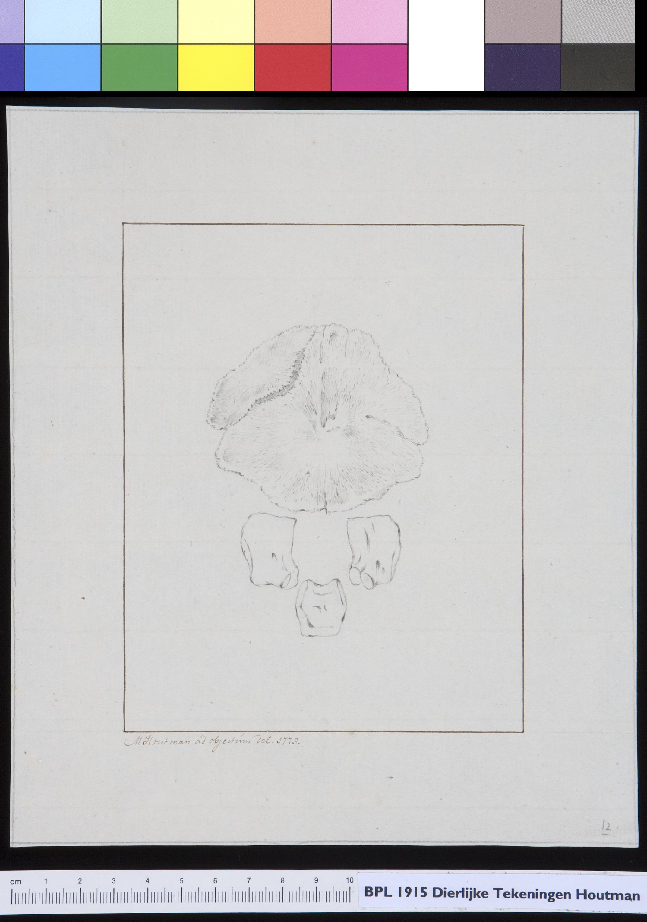 Animals: bones