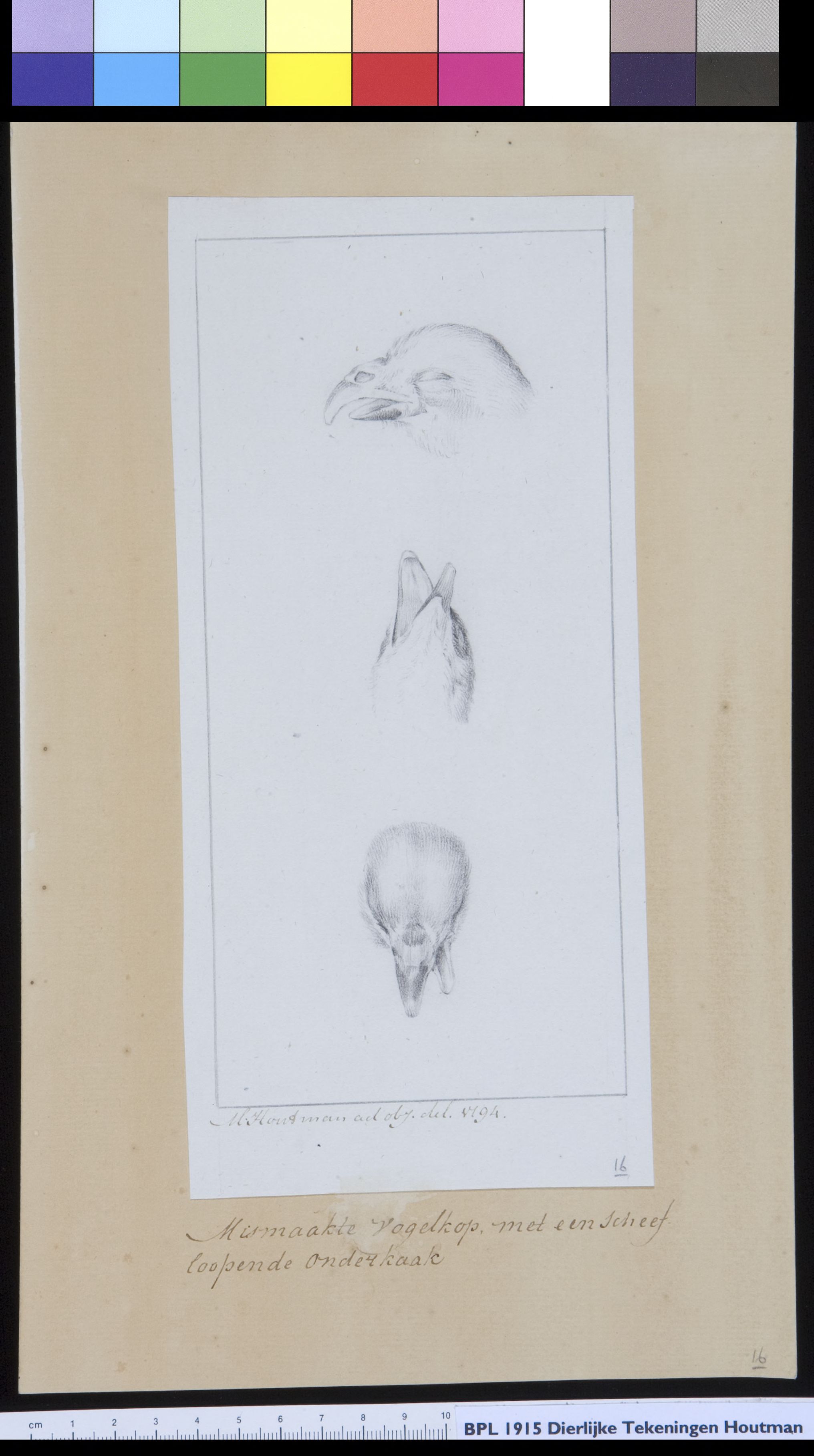 Animals: bird, deformity