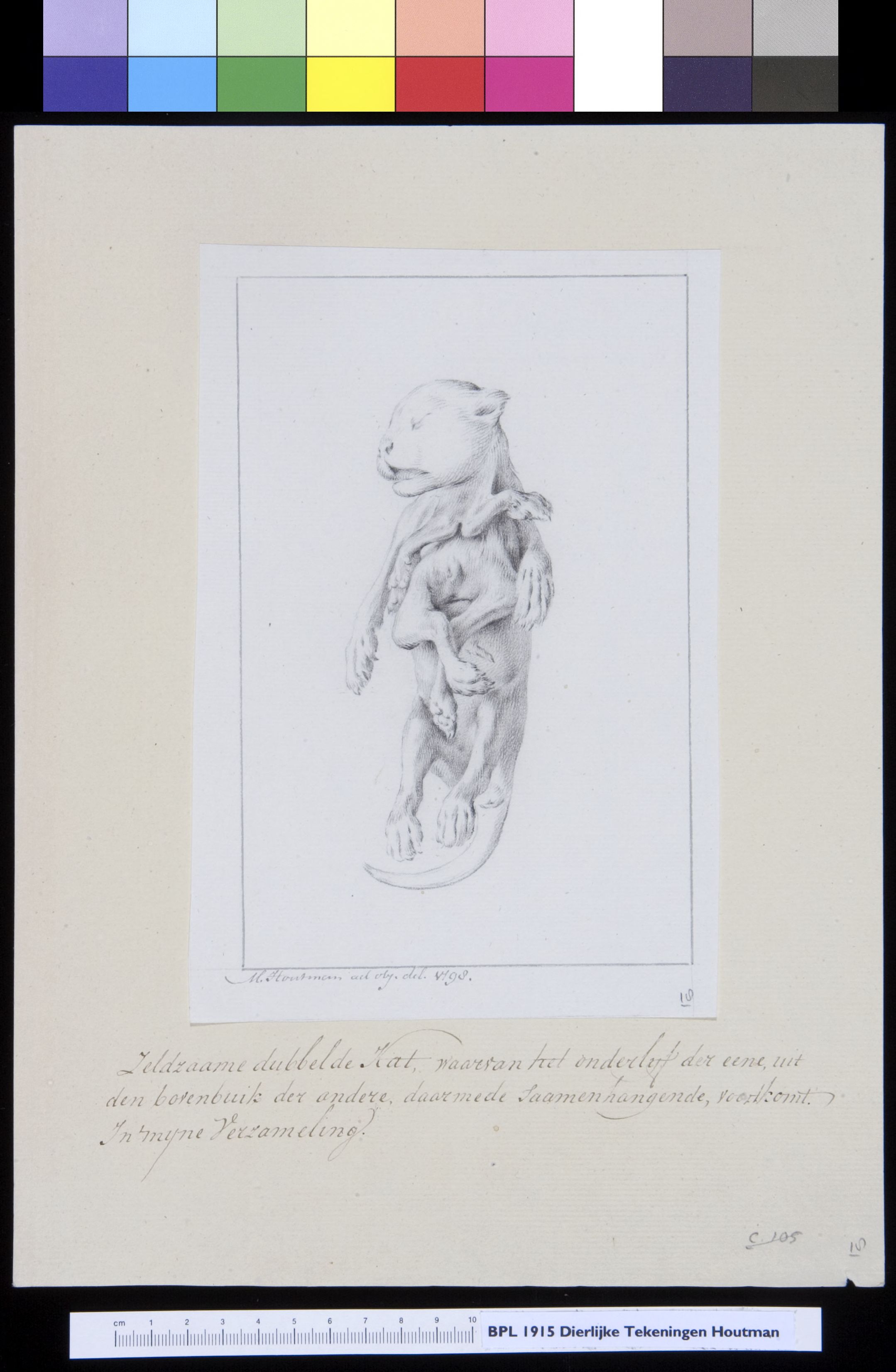 Animals: cat, foetus