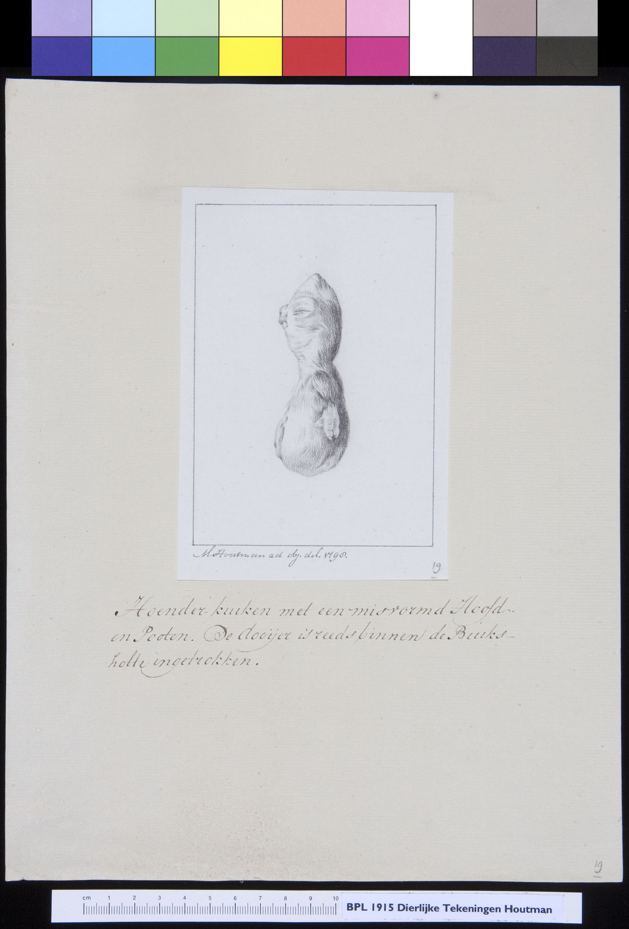 Animals: chicken, foetus