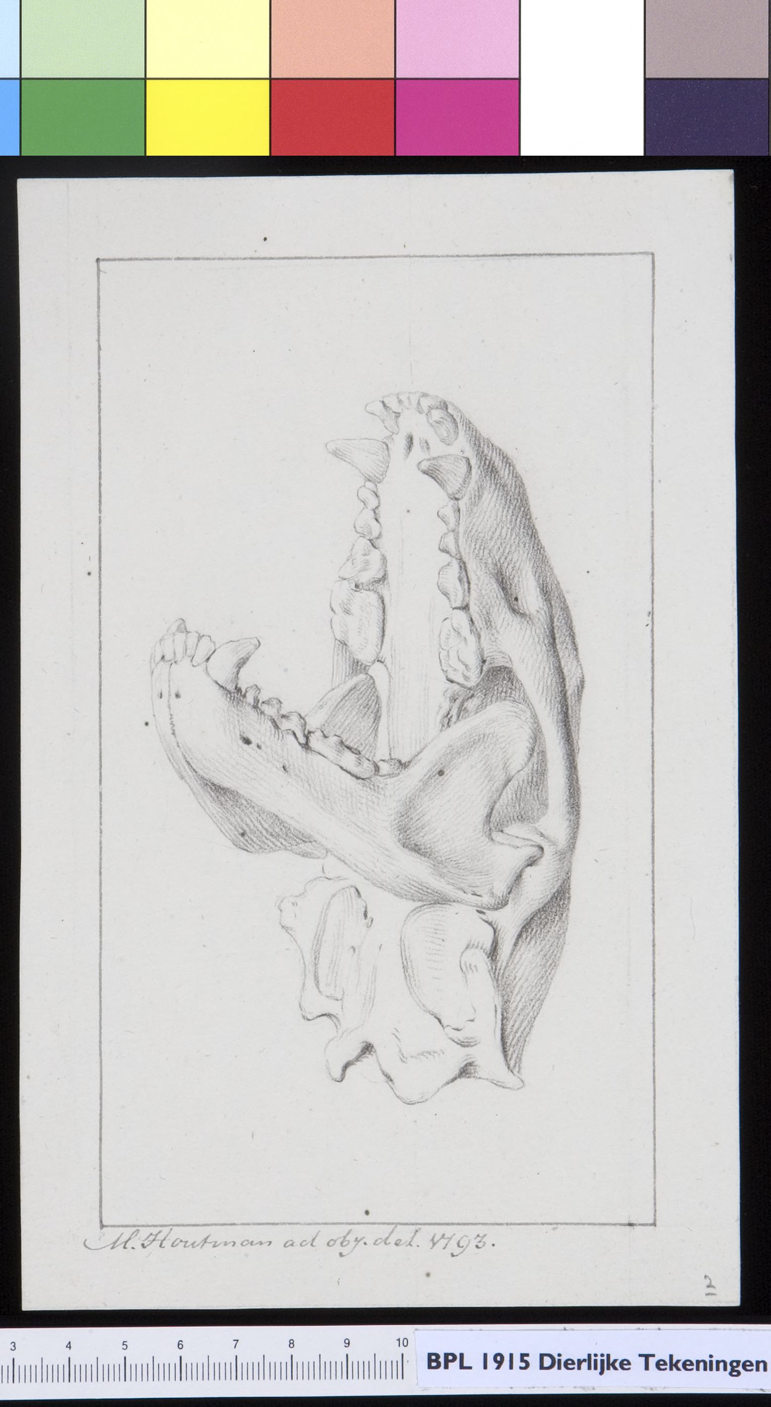 Animals: skull, jaws open