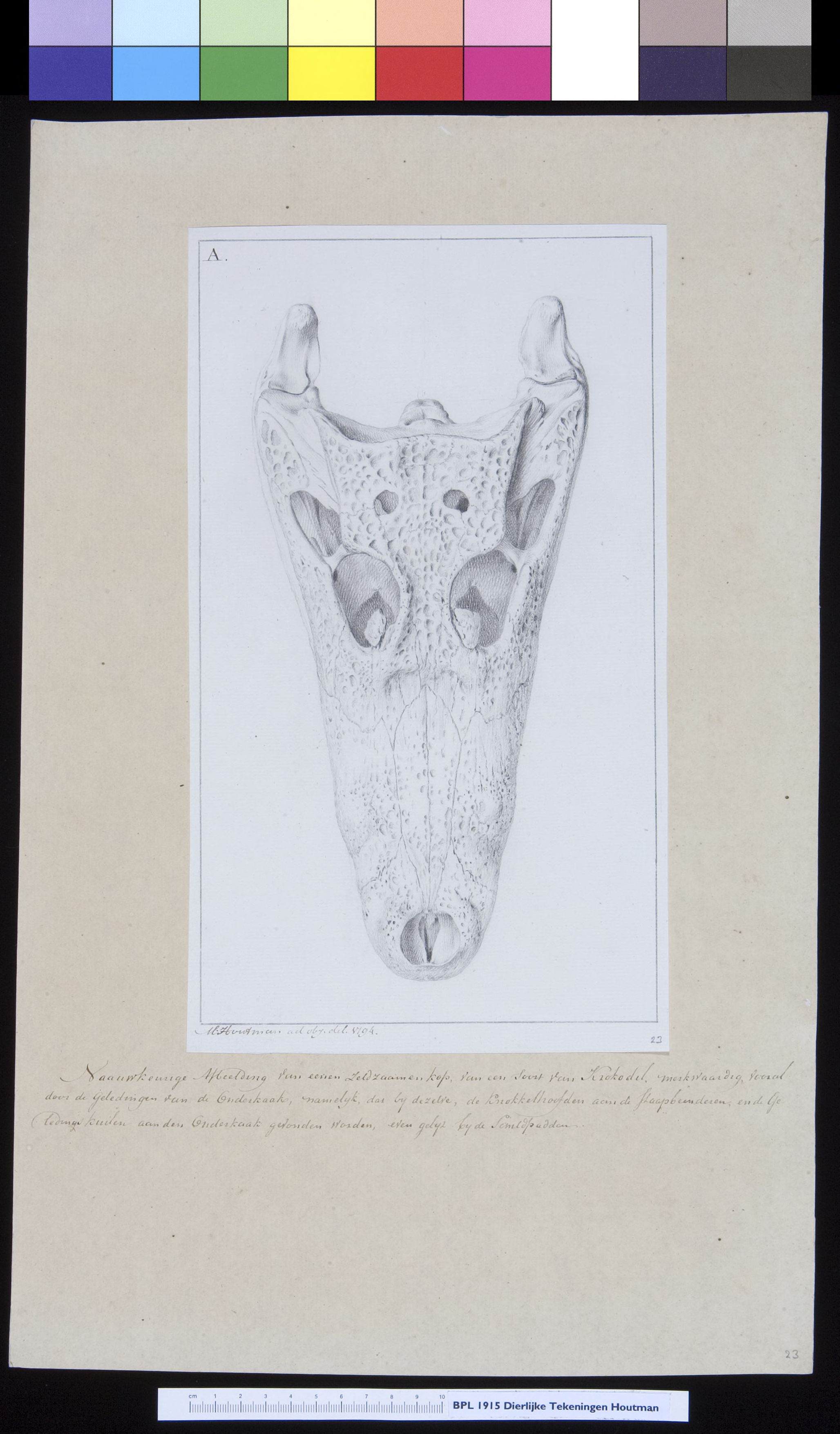 Animals: crocodile, skull