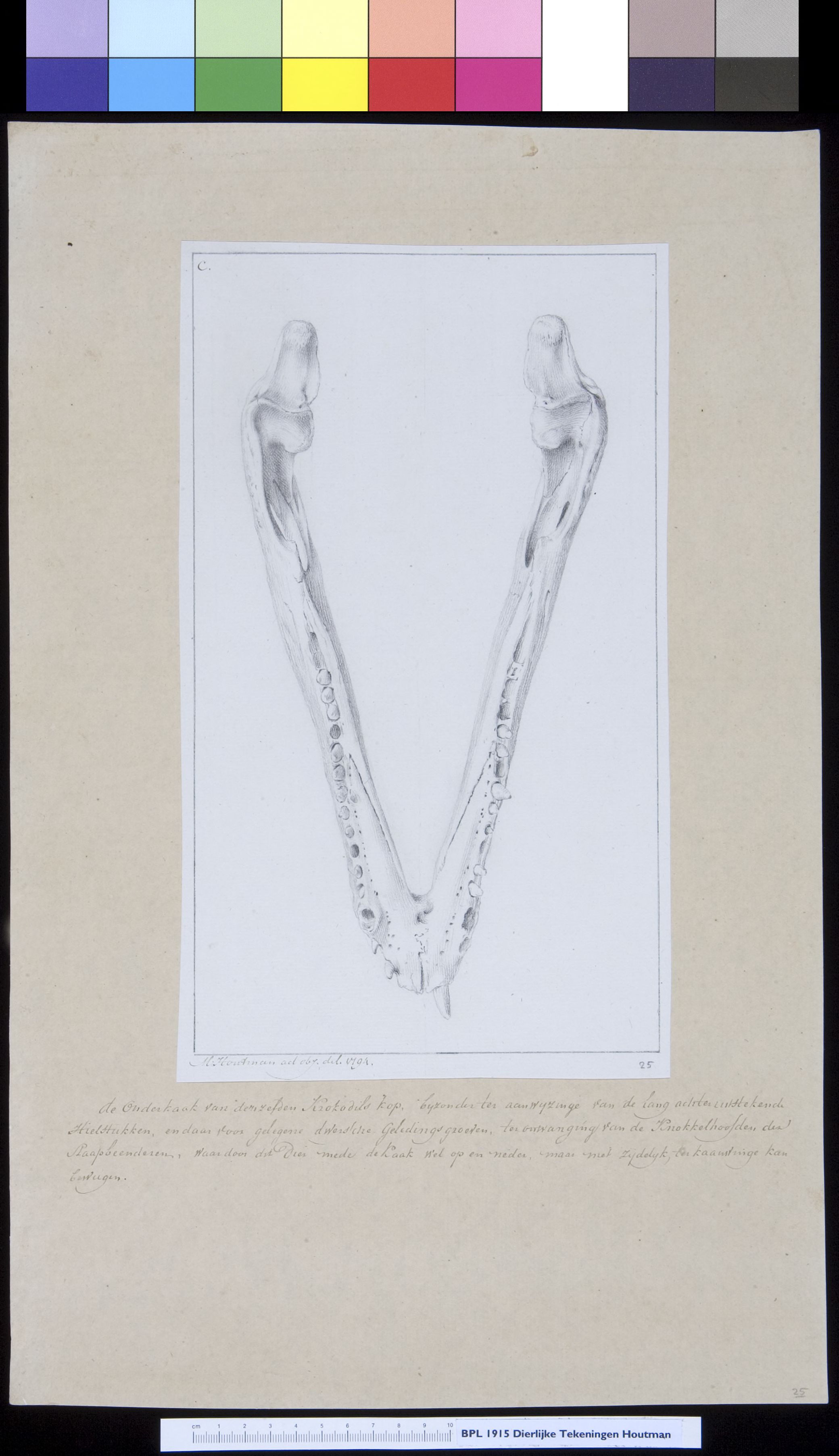 Animals: crocodile, skull