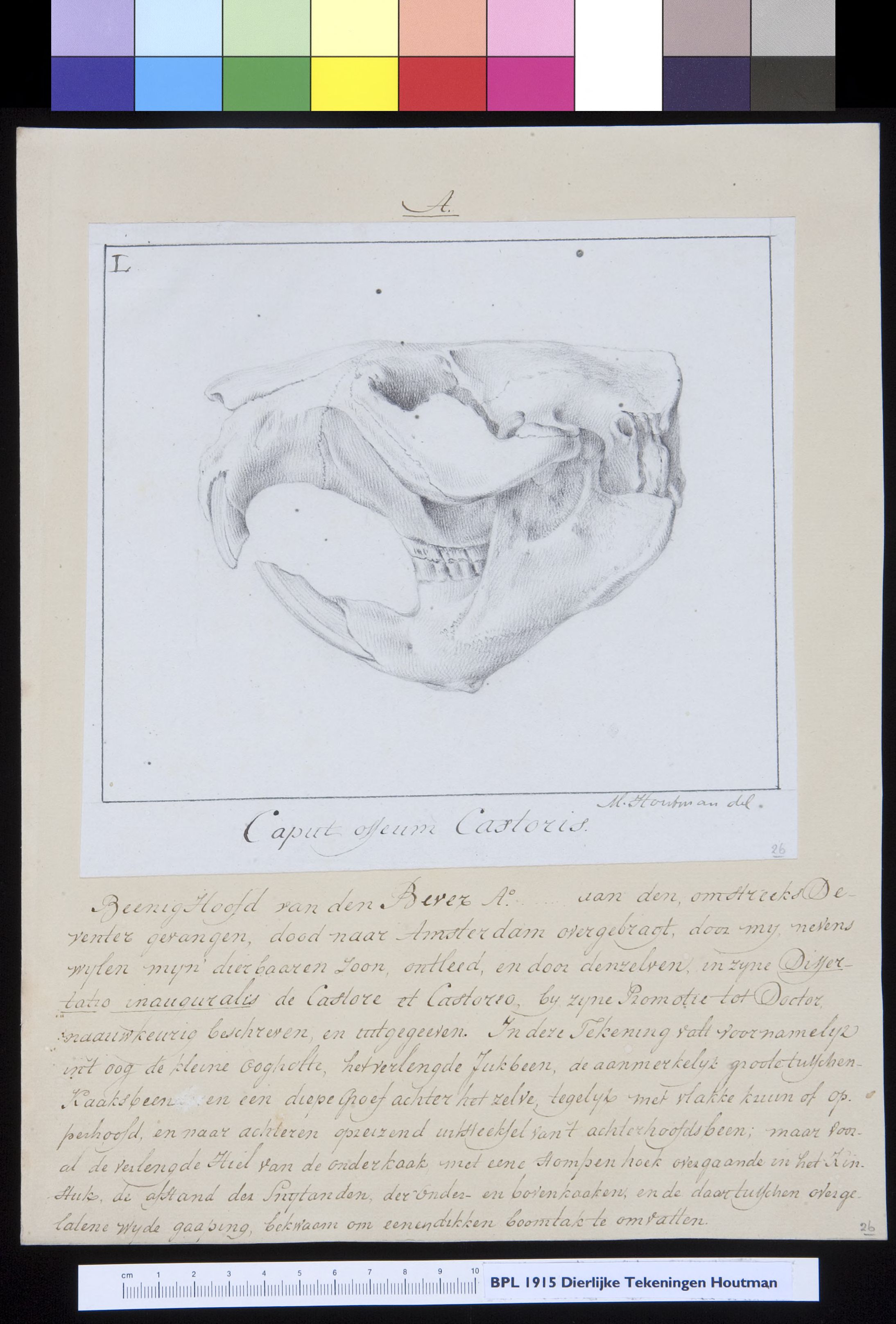 Animals: beaver, skull