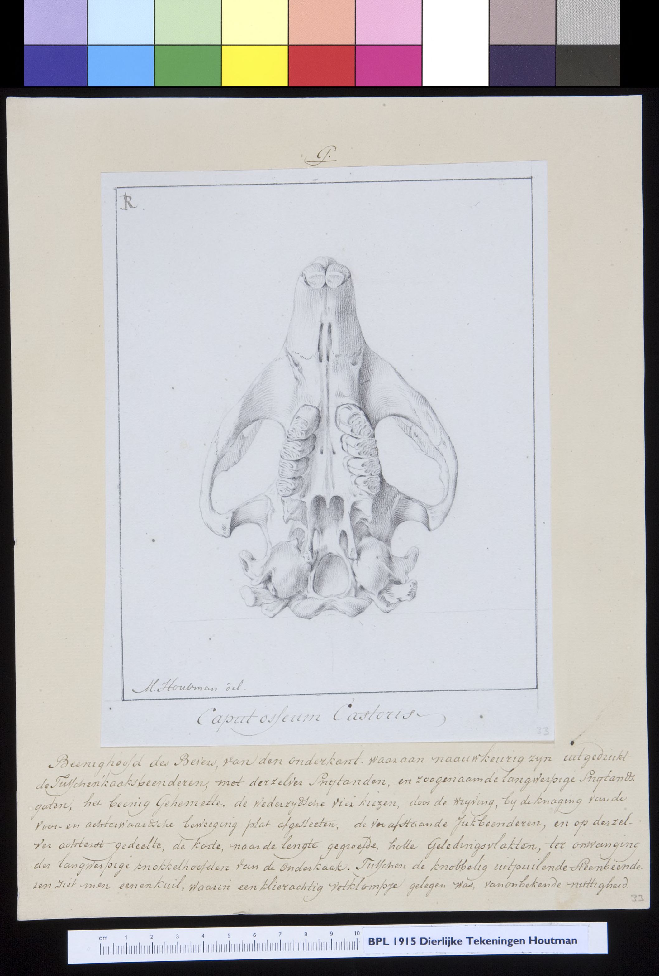 Animals: beaver, skull