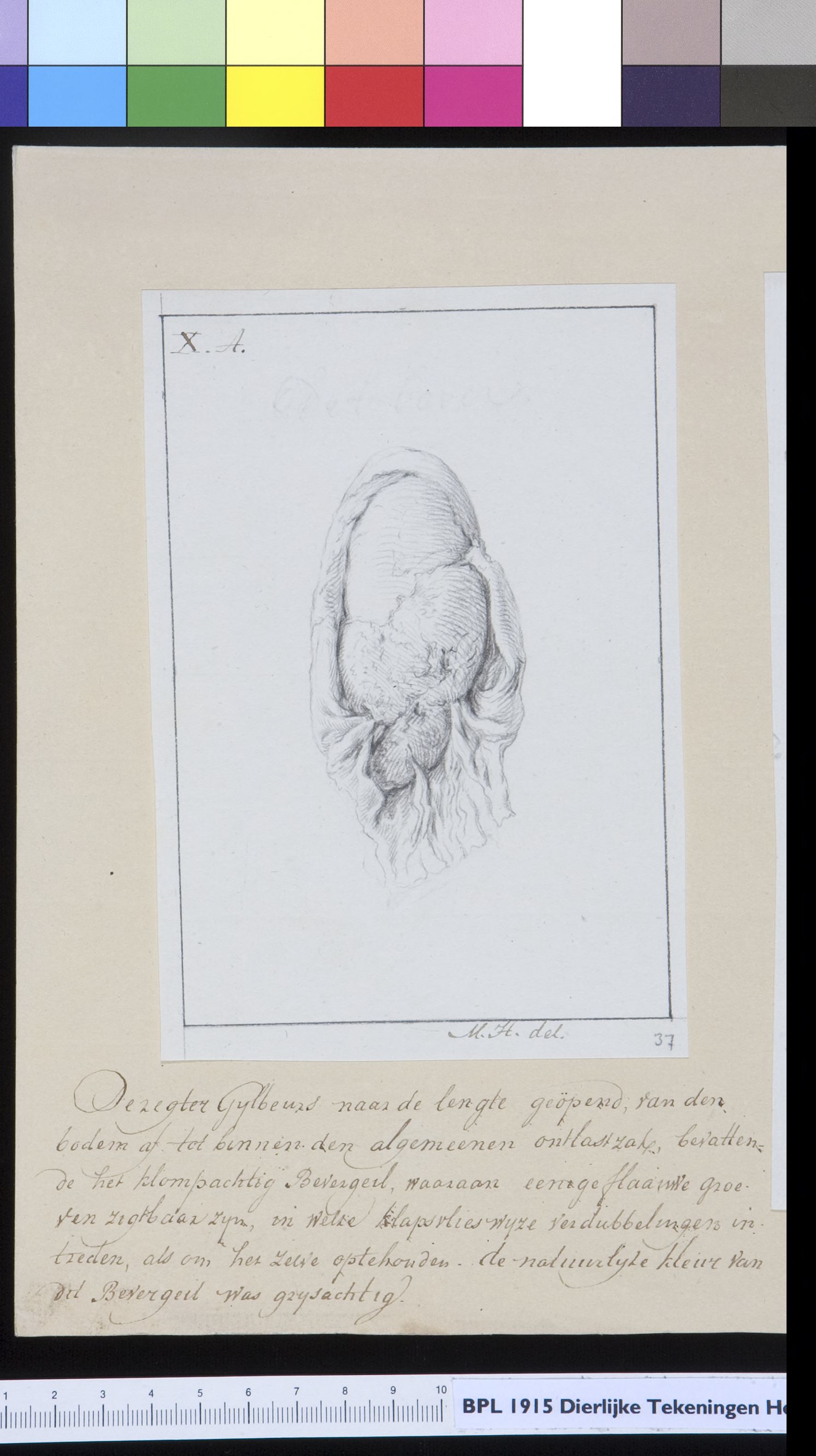 Animals: beaver, scrotum