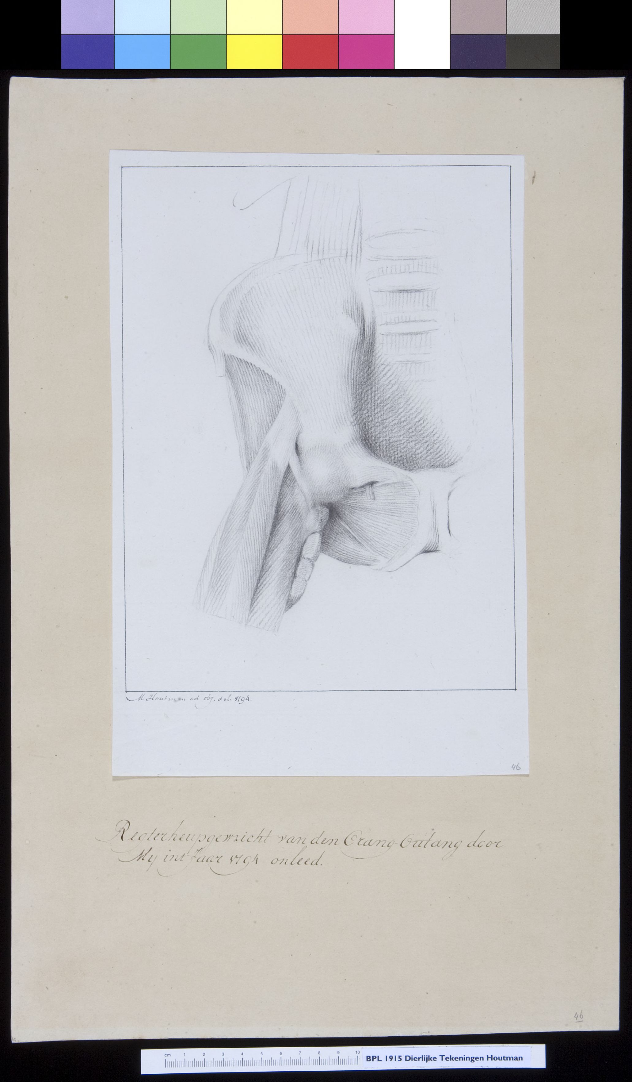 Animals: orangutan, pelvis