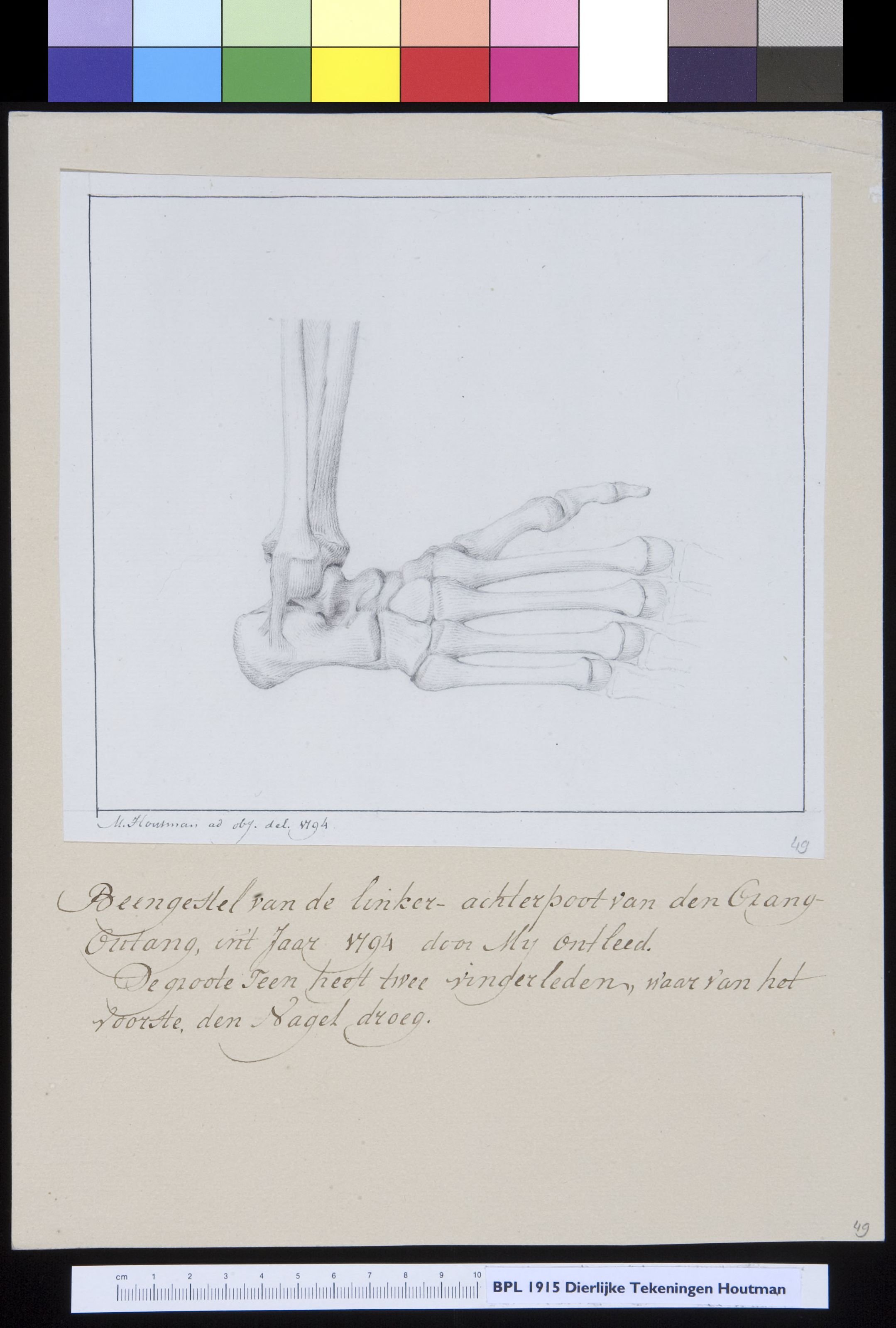 Animals: orangutan, bones of the foot