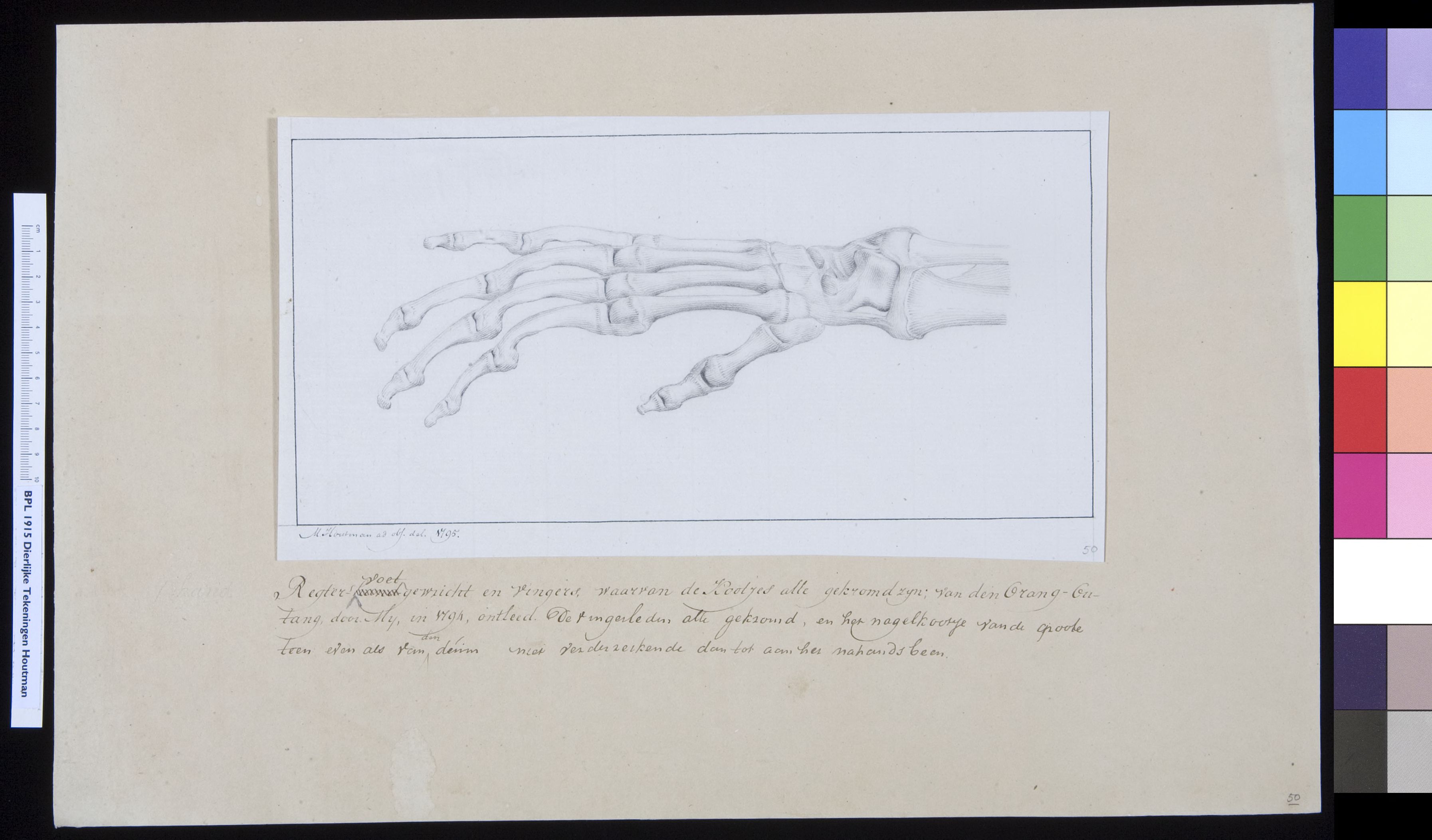 Animals: orangutan, bones of the foot