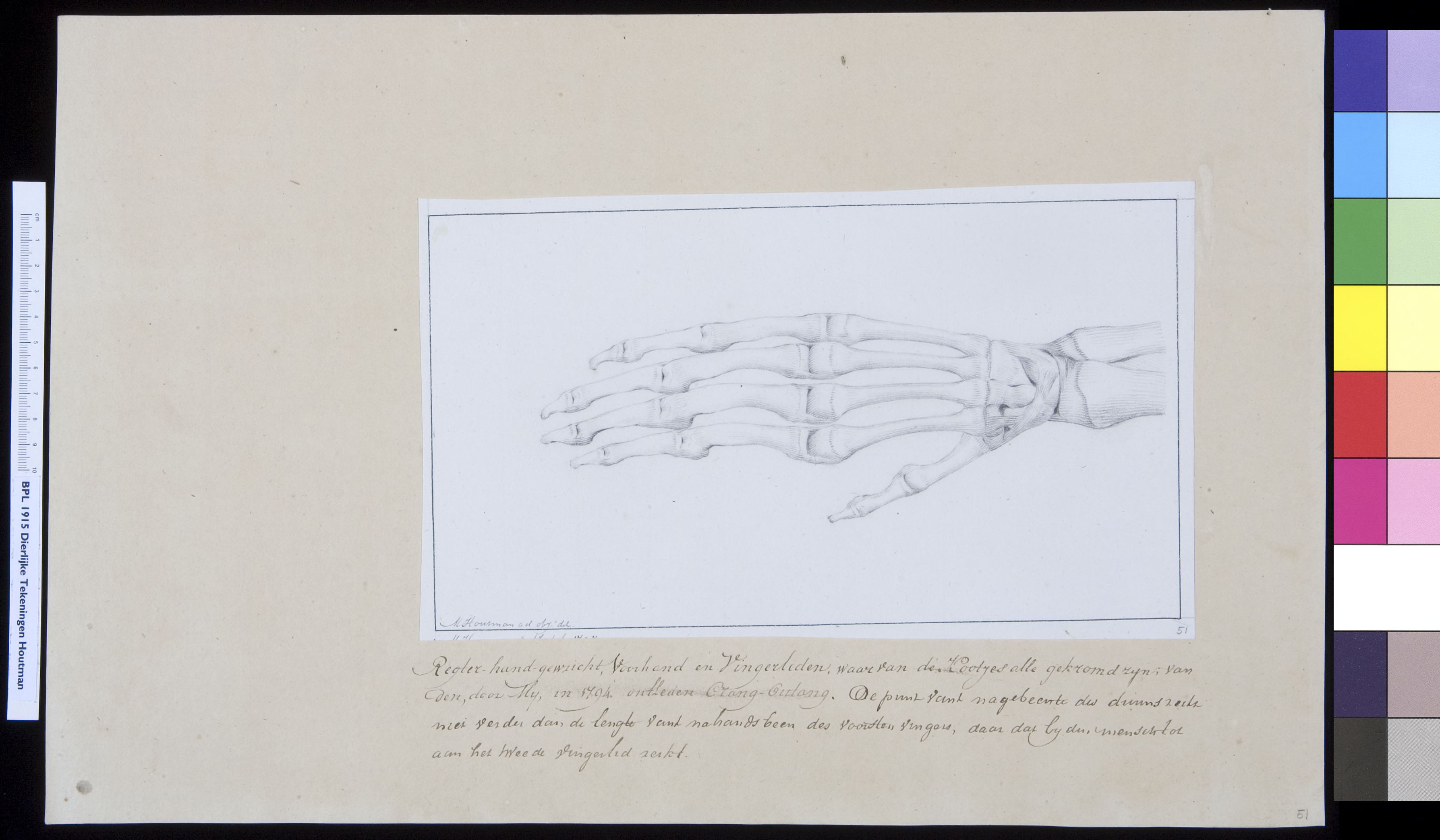 Animals: orangutan, bones of the hand
