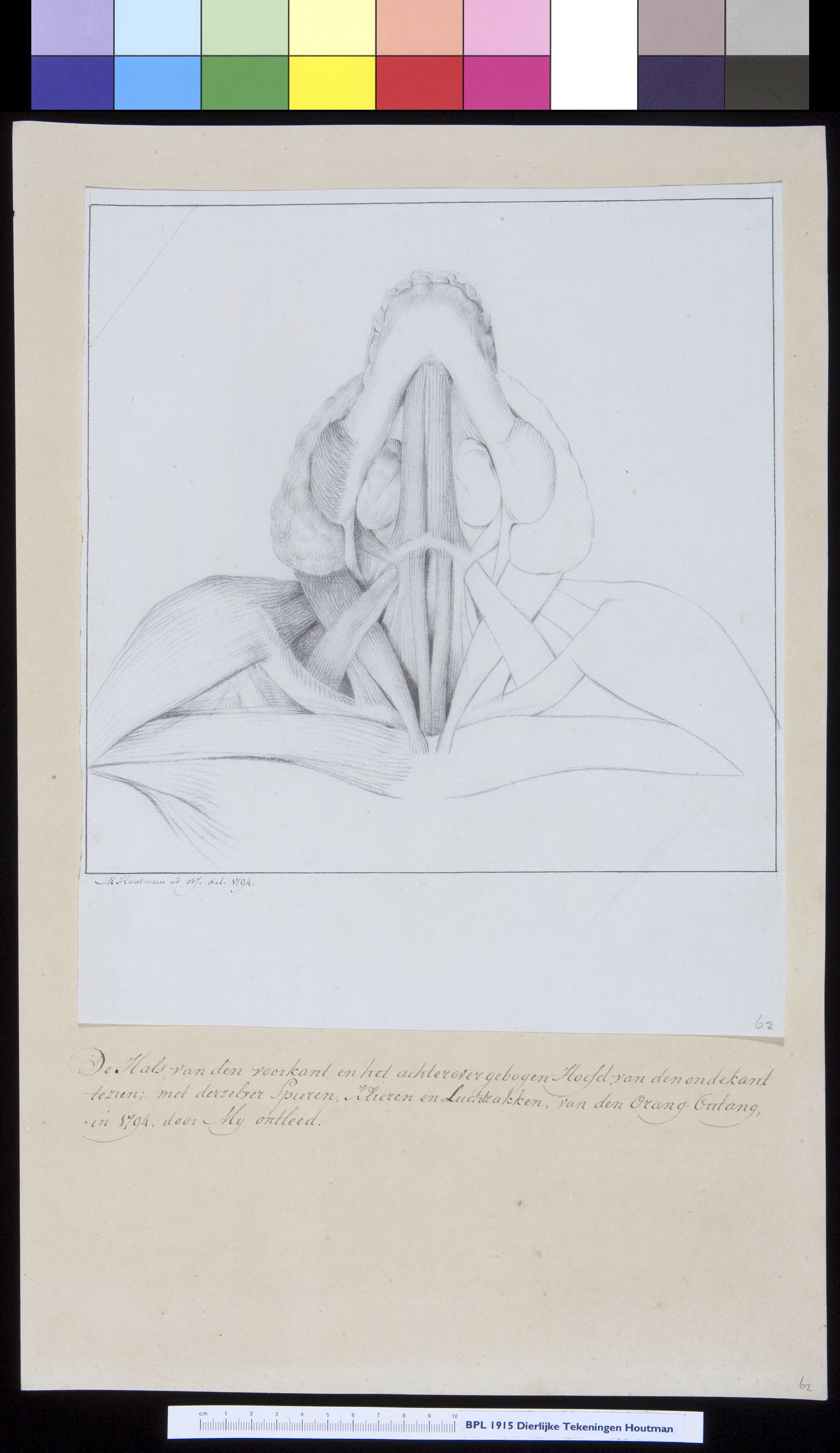 Animals: orangutan, muscles
