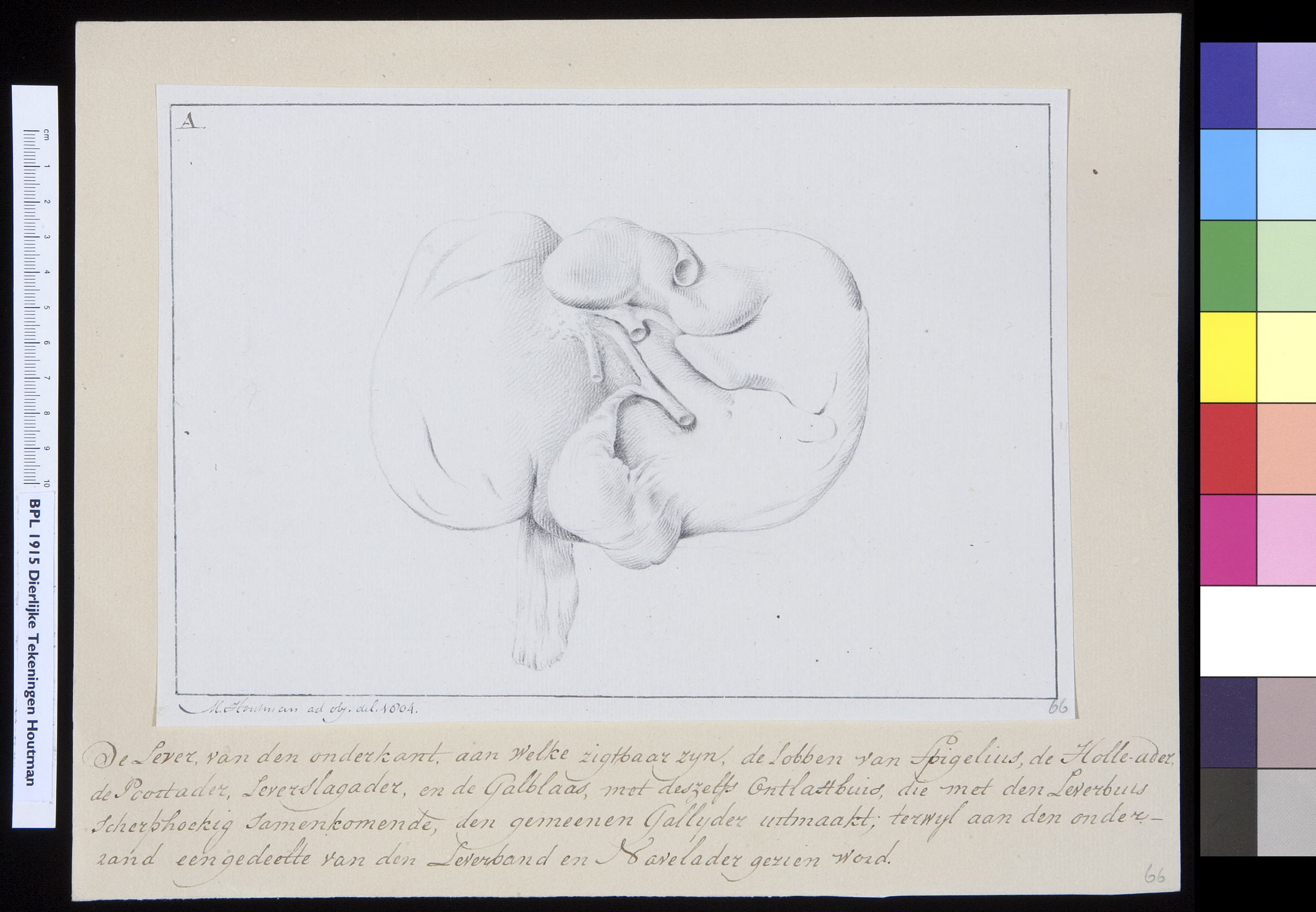 Animals: orangutan, organs, liver