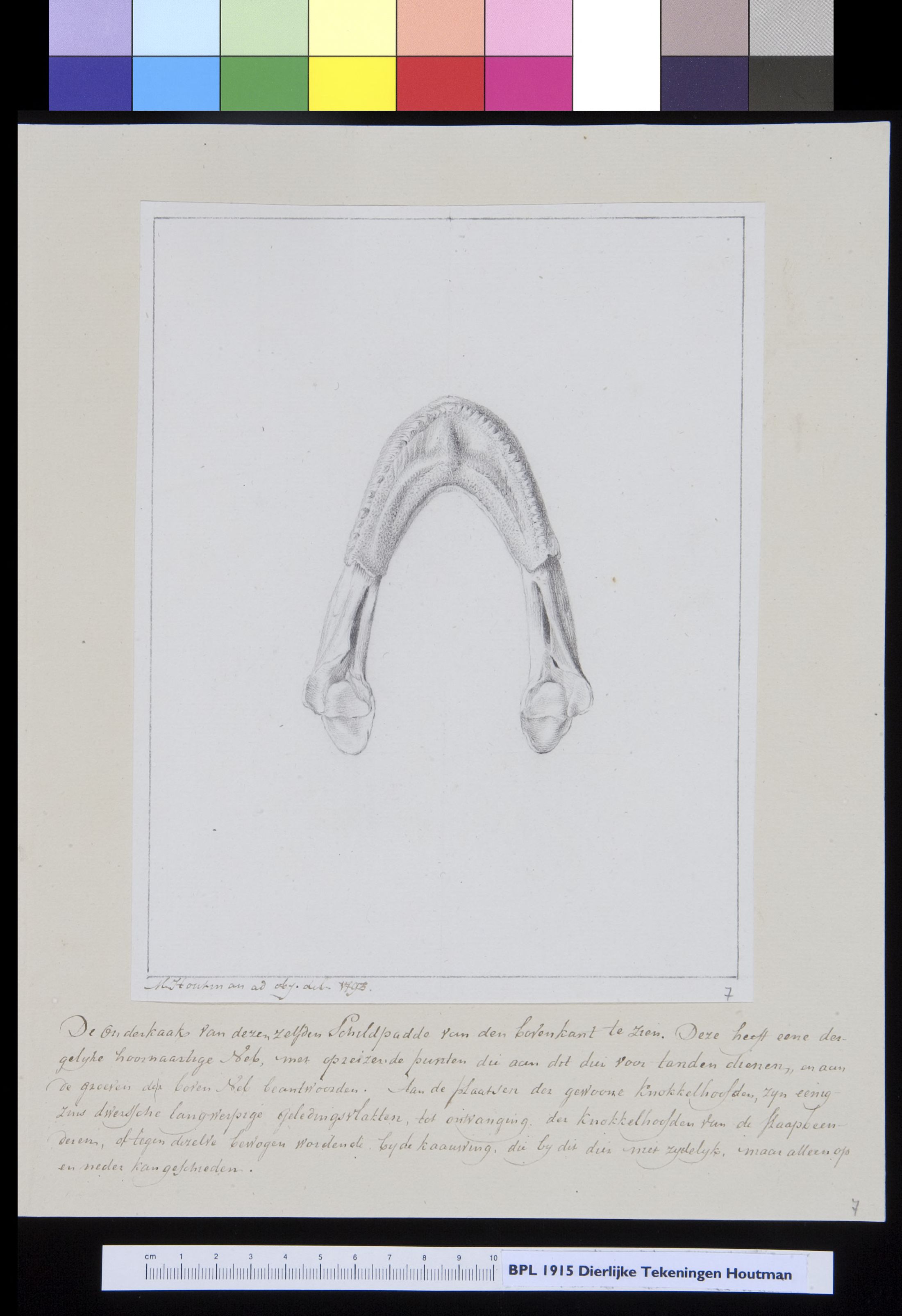 Animals: lower jaw of a turtle