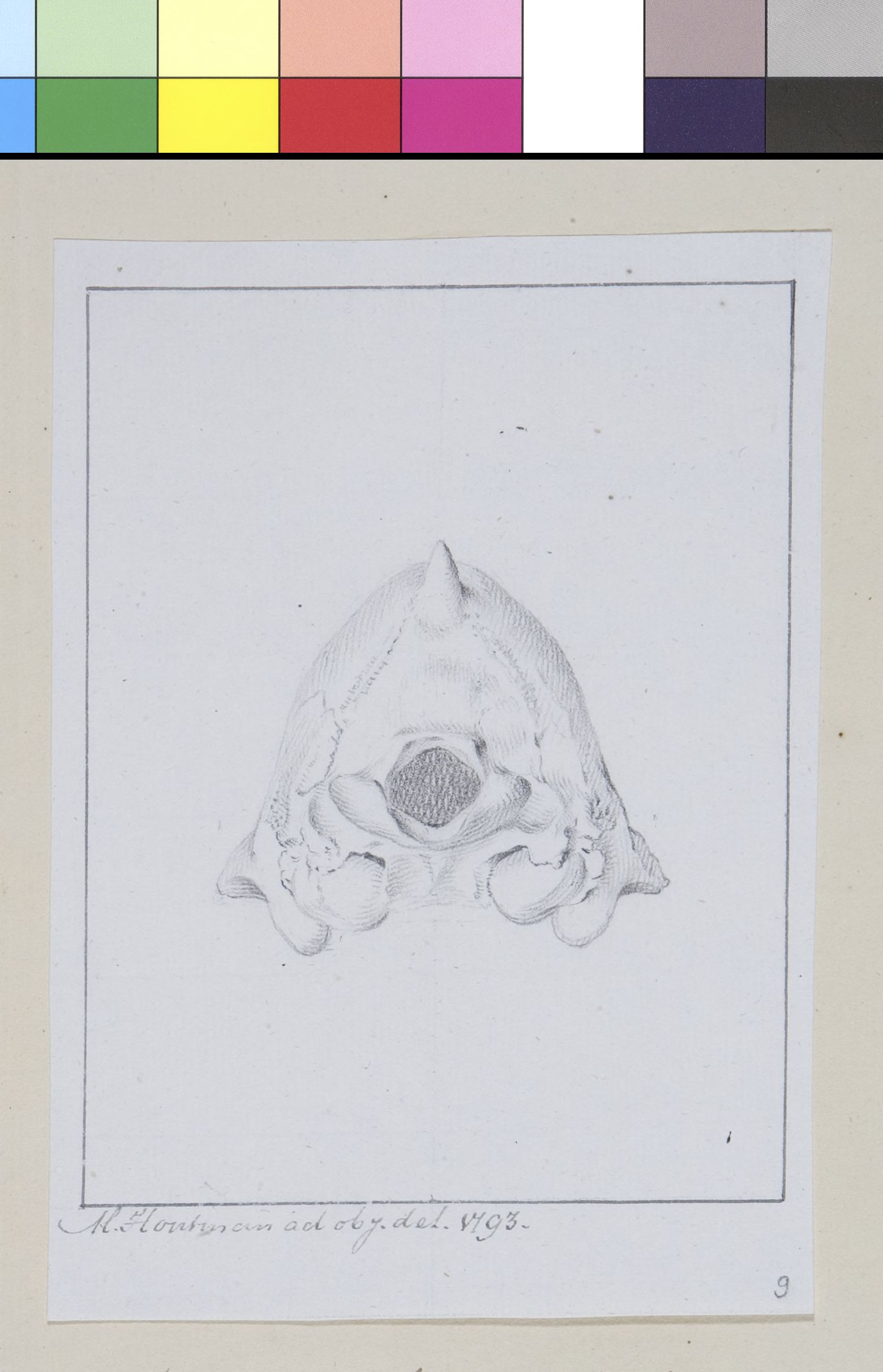 Animals: skull