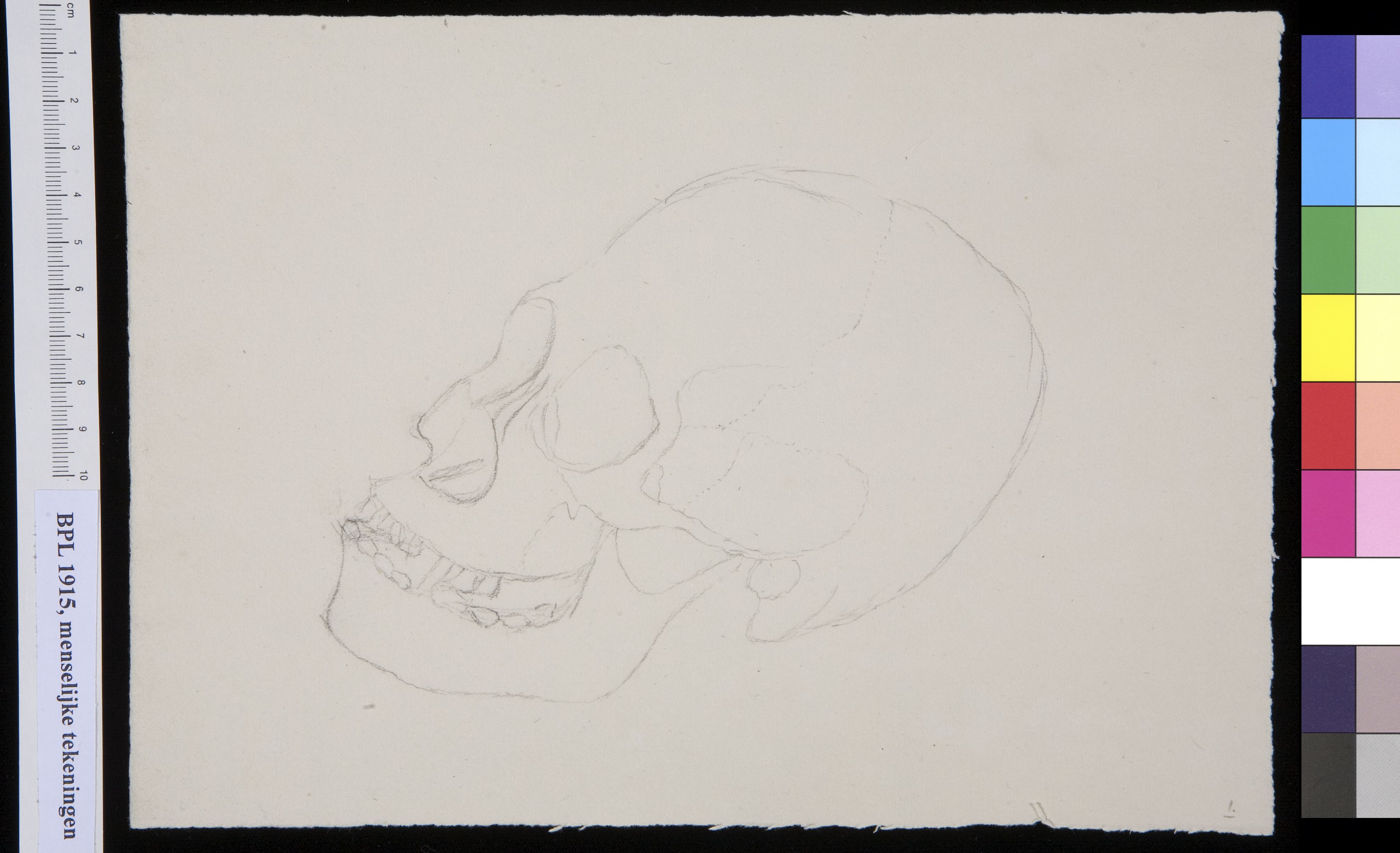 Skull