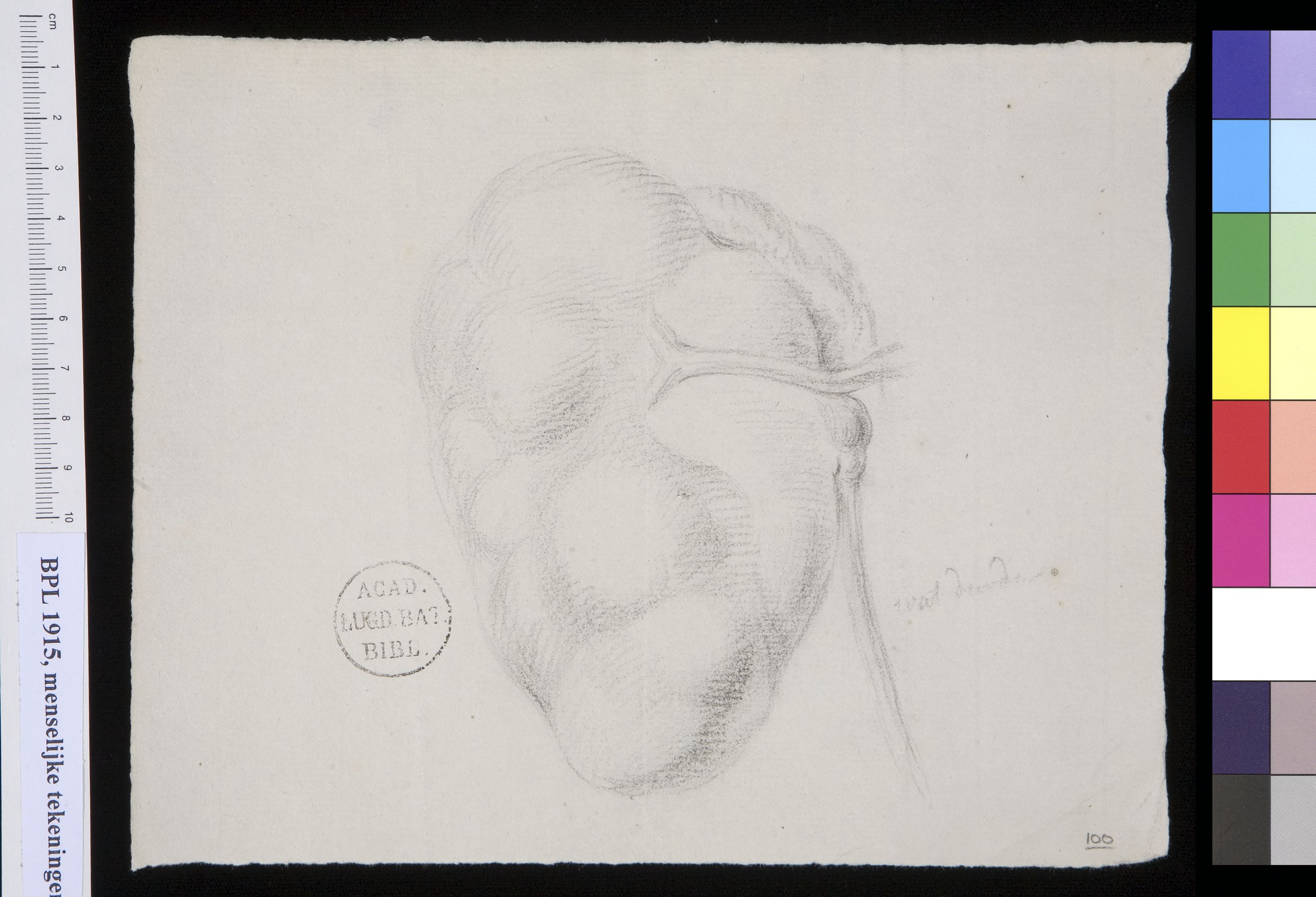 Kidney