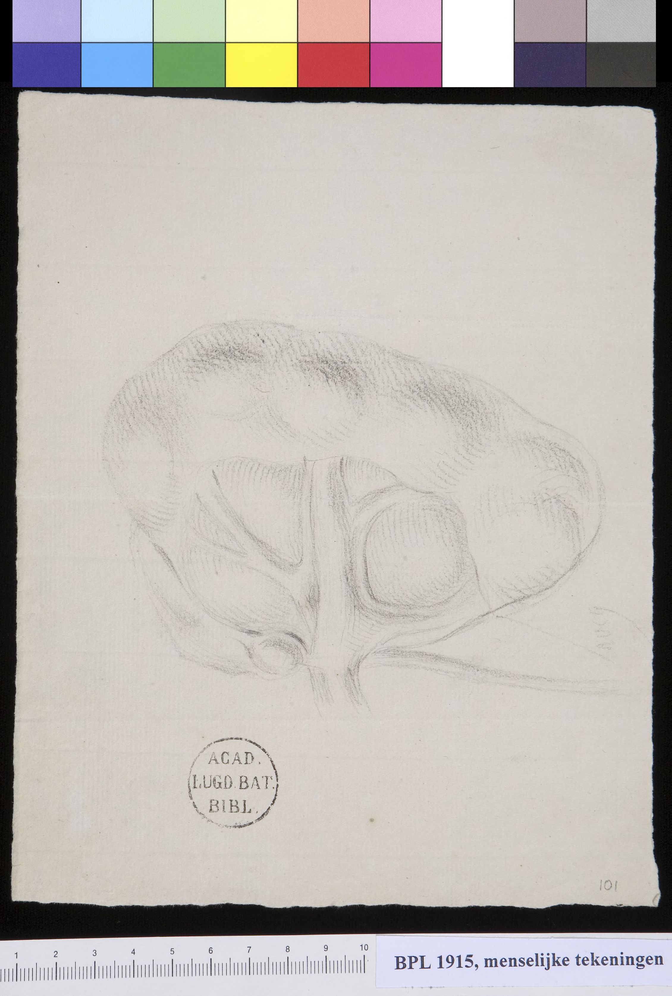 Kidney