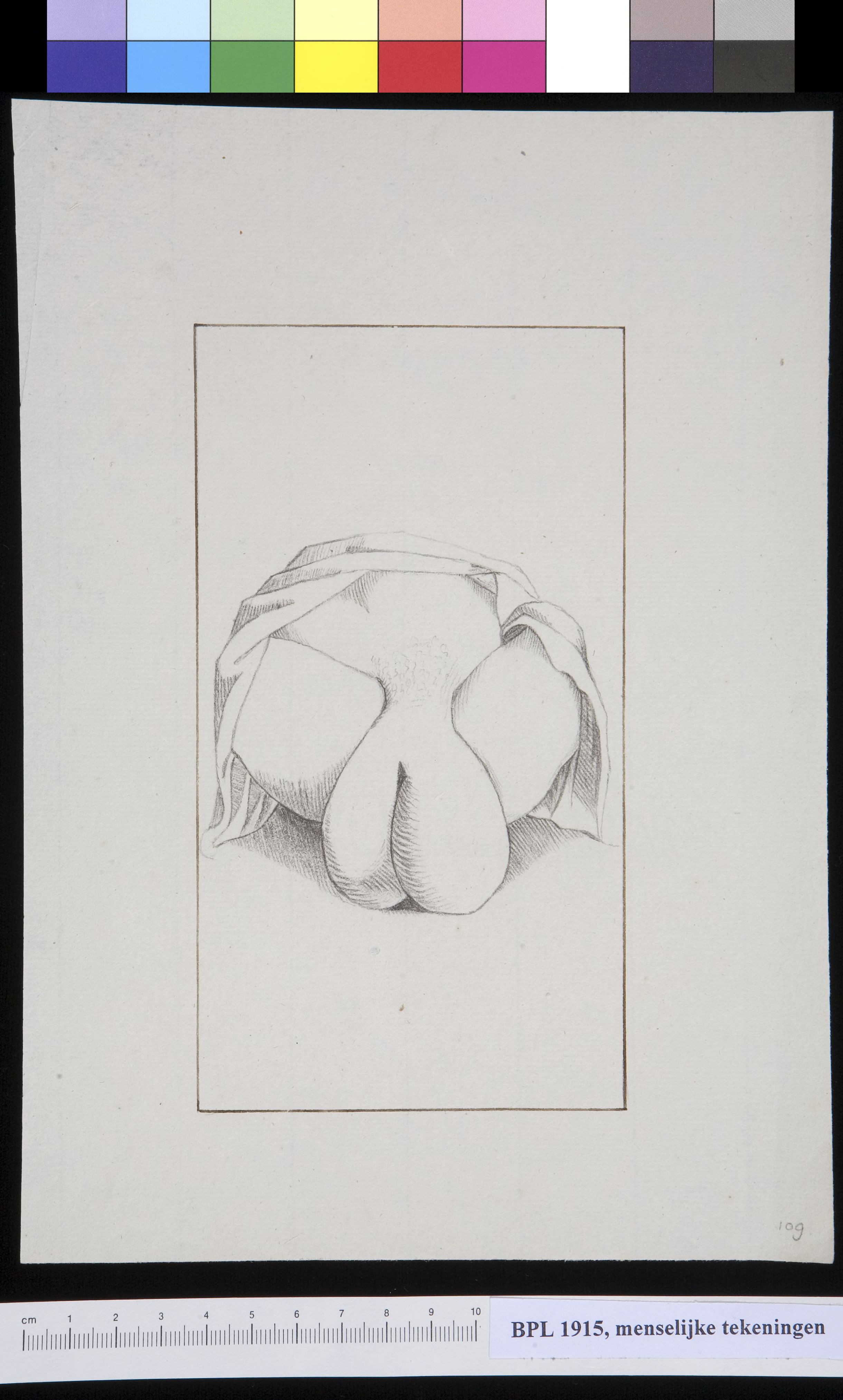 KidneyScrotum