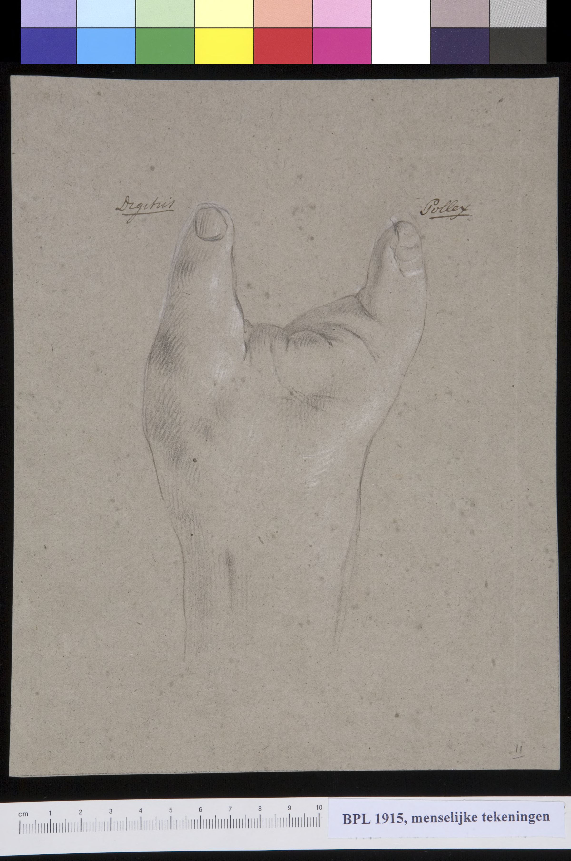 Hand with two fingers (digitus and pollex)