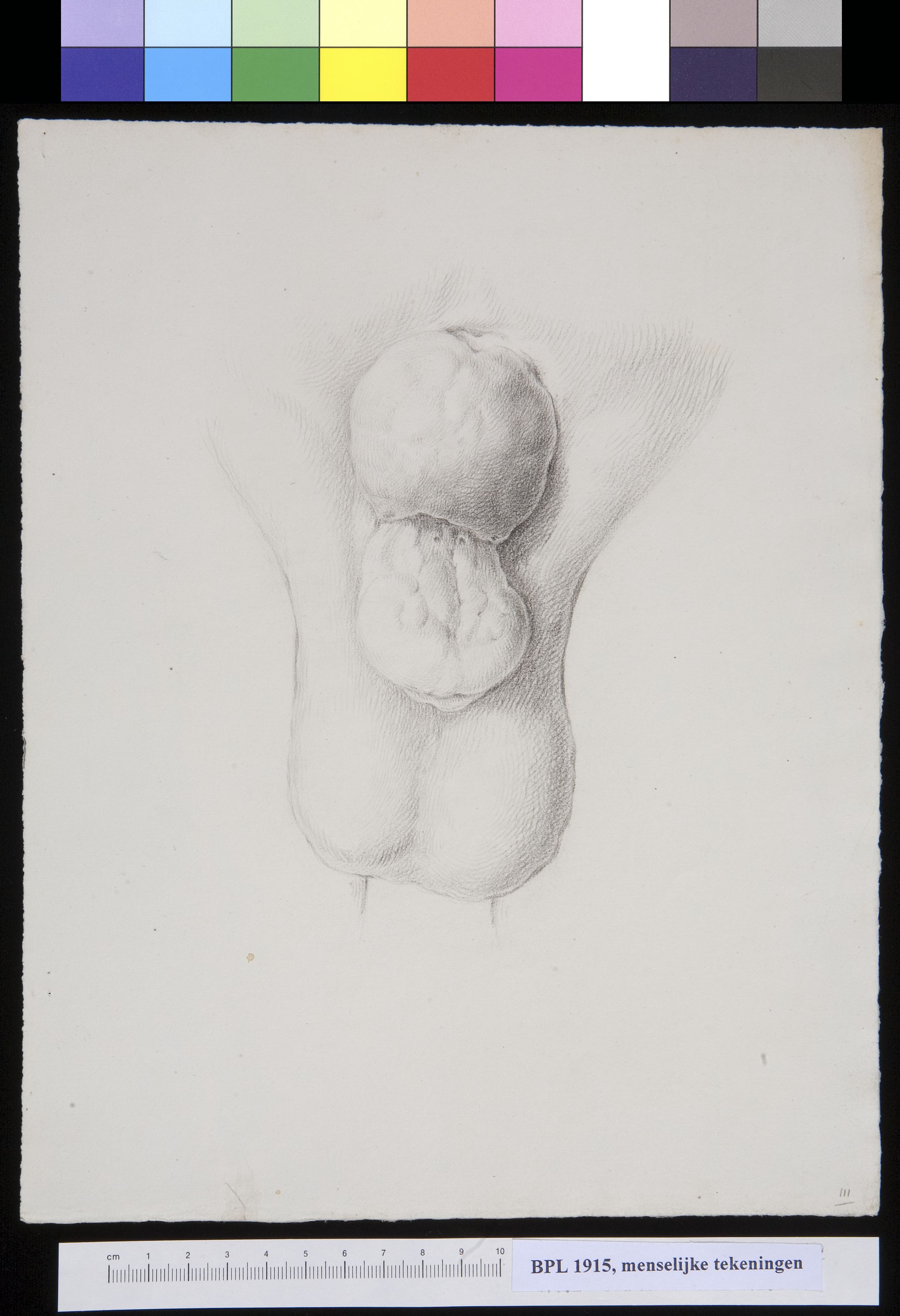 Scrotum