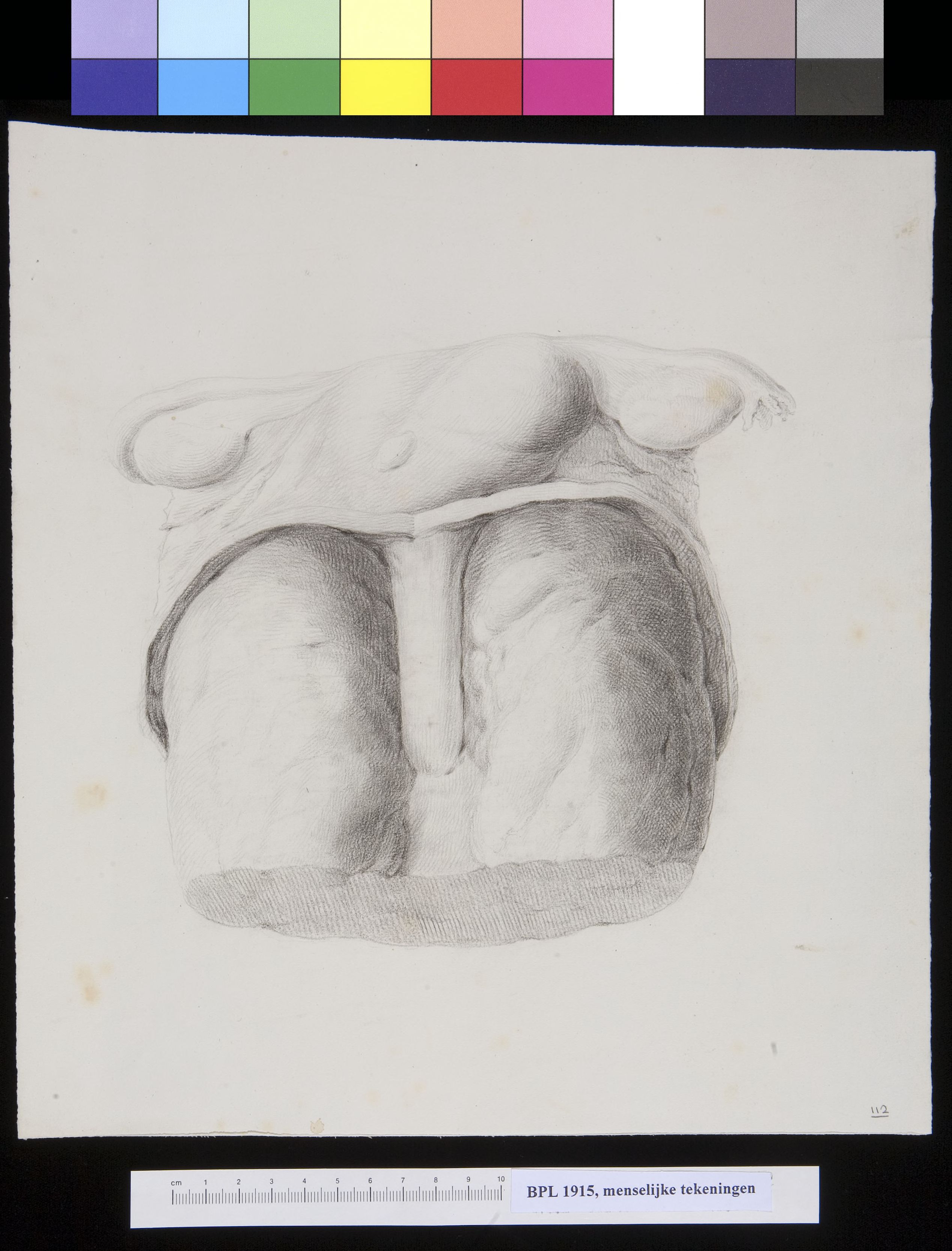 Uterus