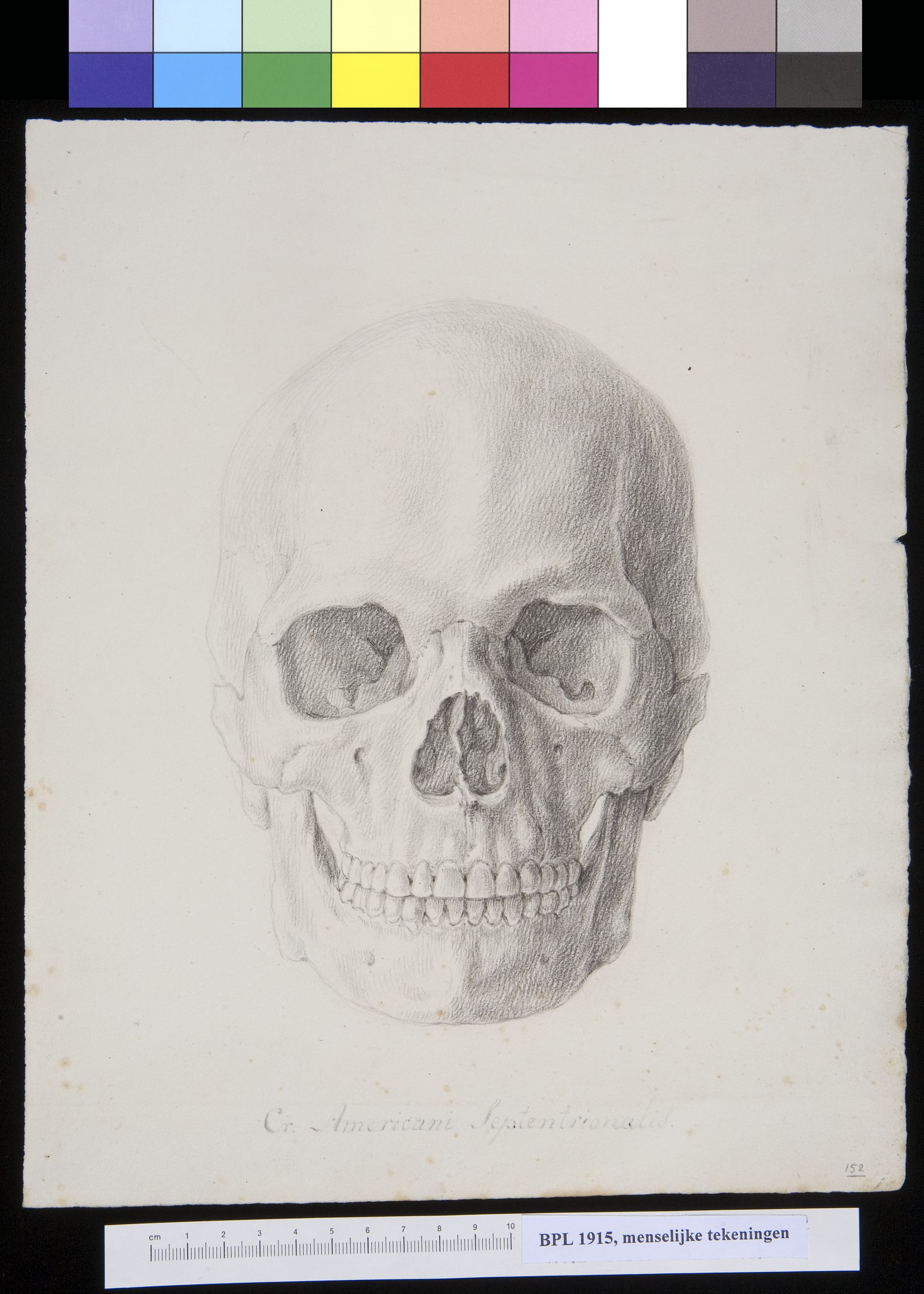 Skull of an American, frontal view