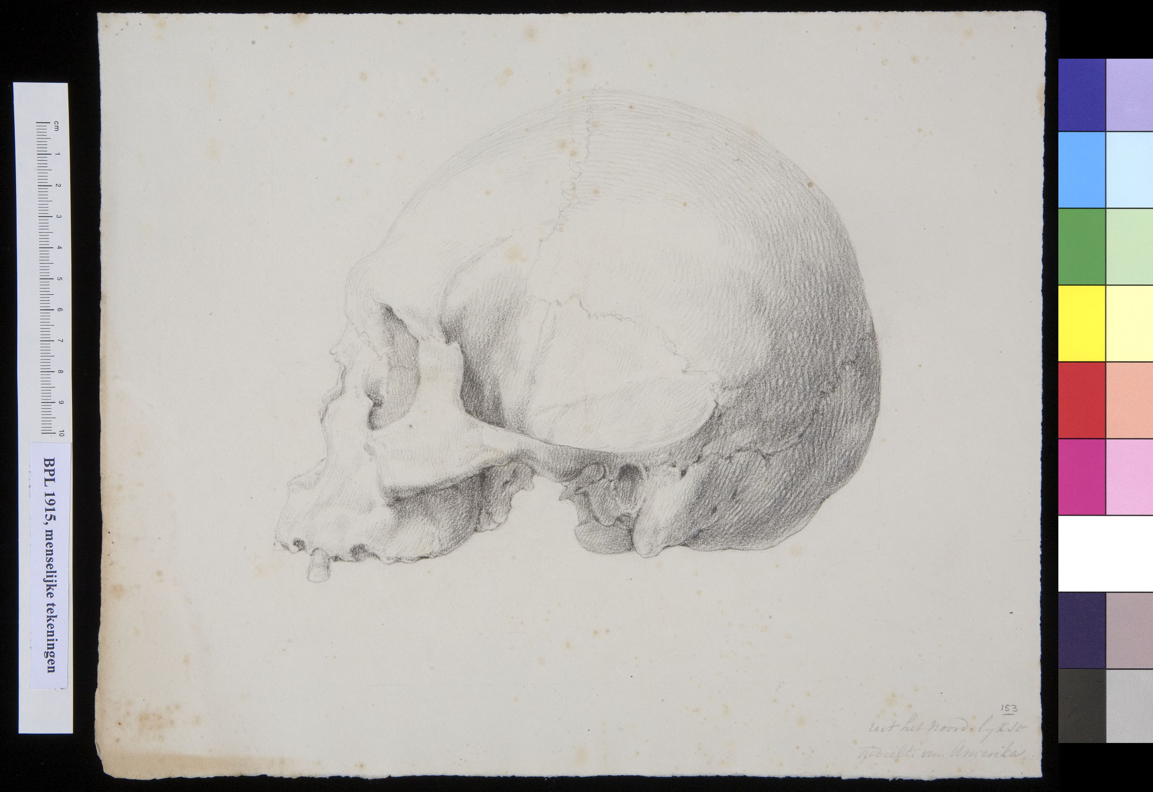 Skull of an American, lateral view