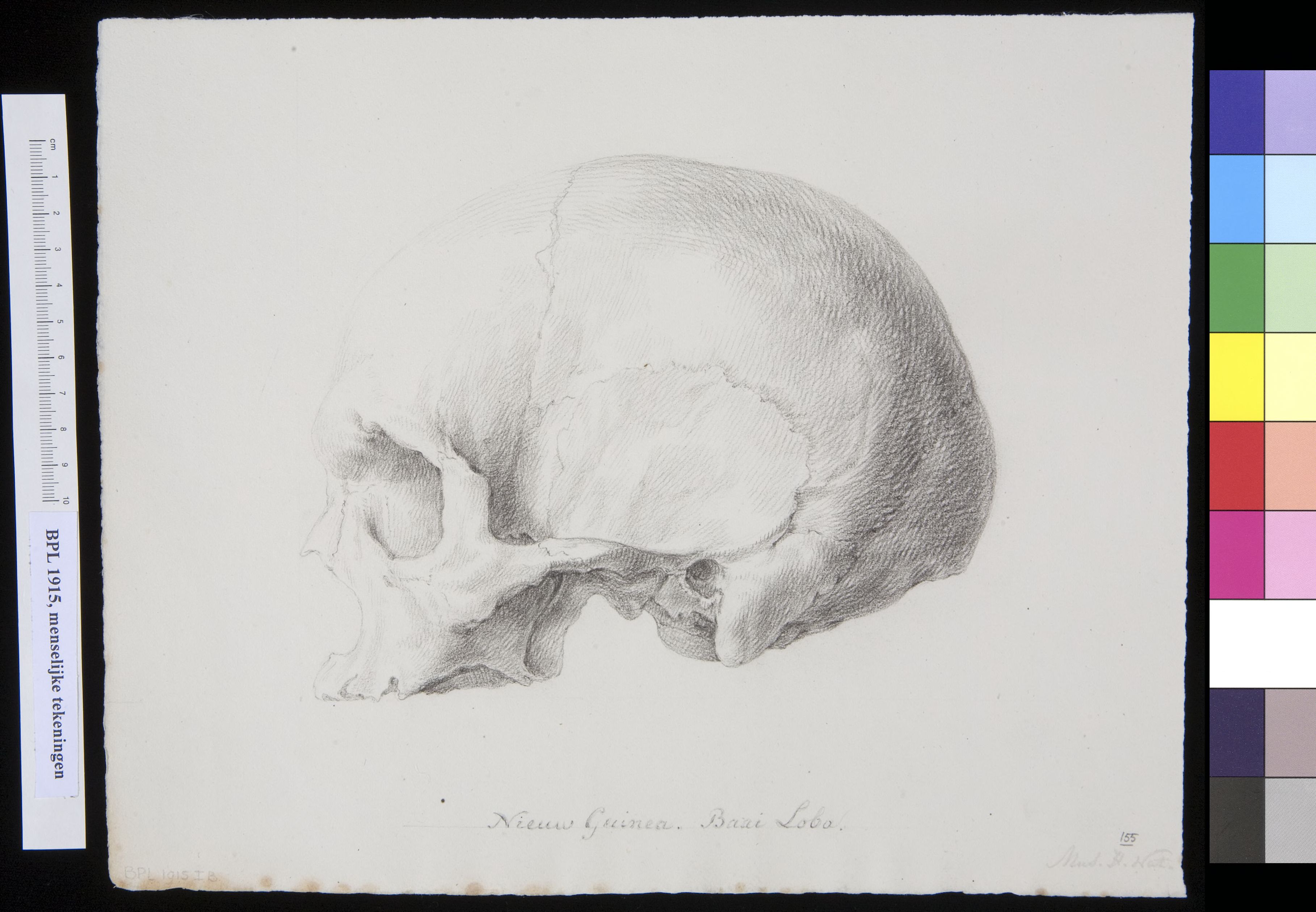 Skull from New Guinea, lateral view