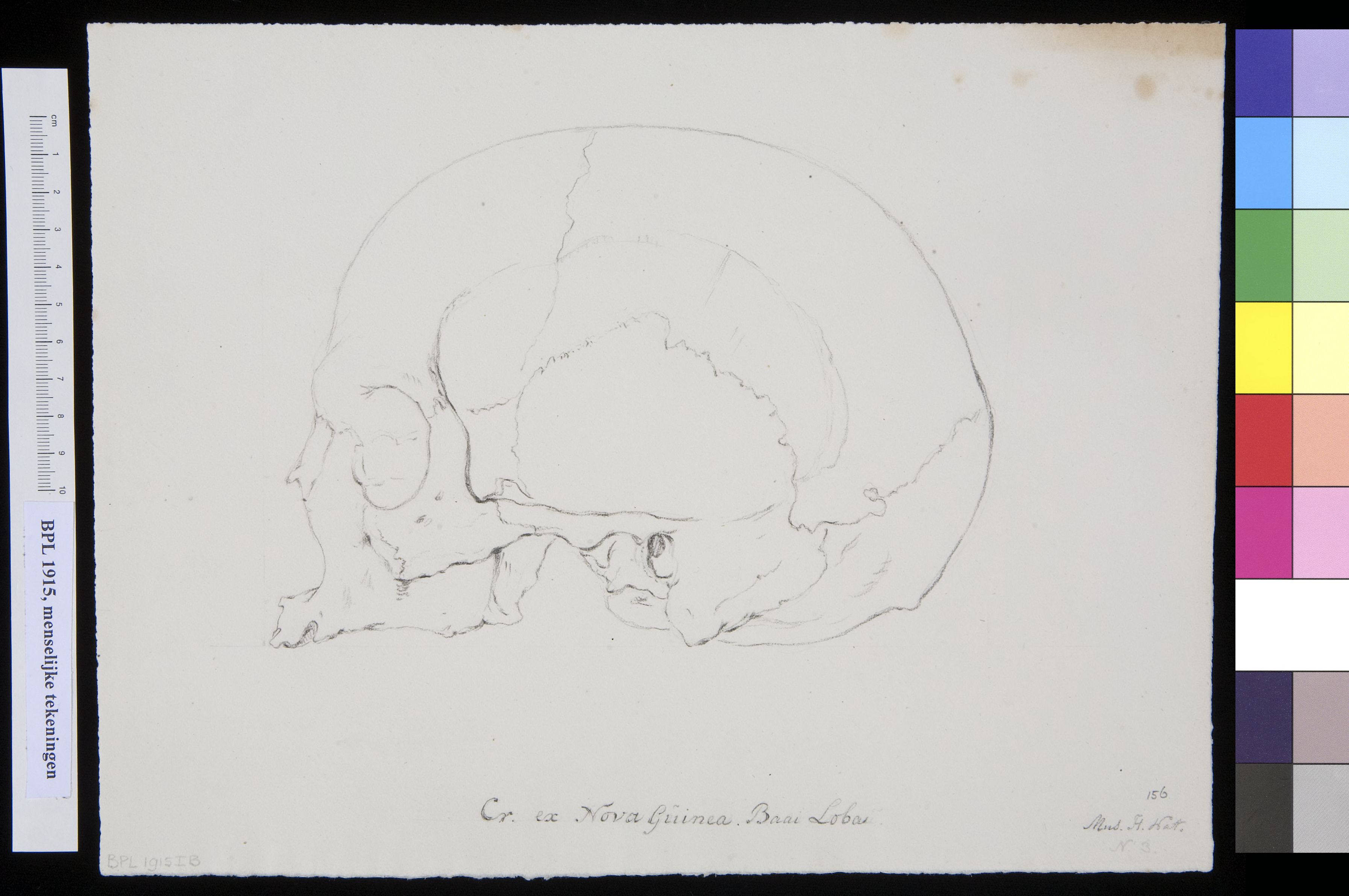 Skull from New Guinea, lateral view (outlines)