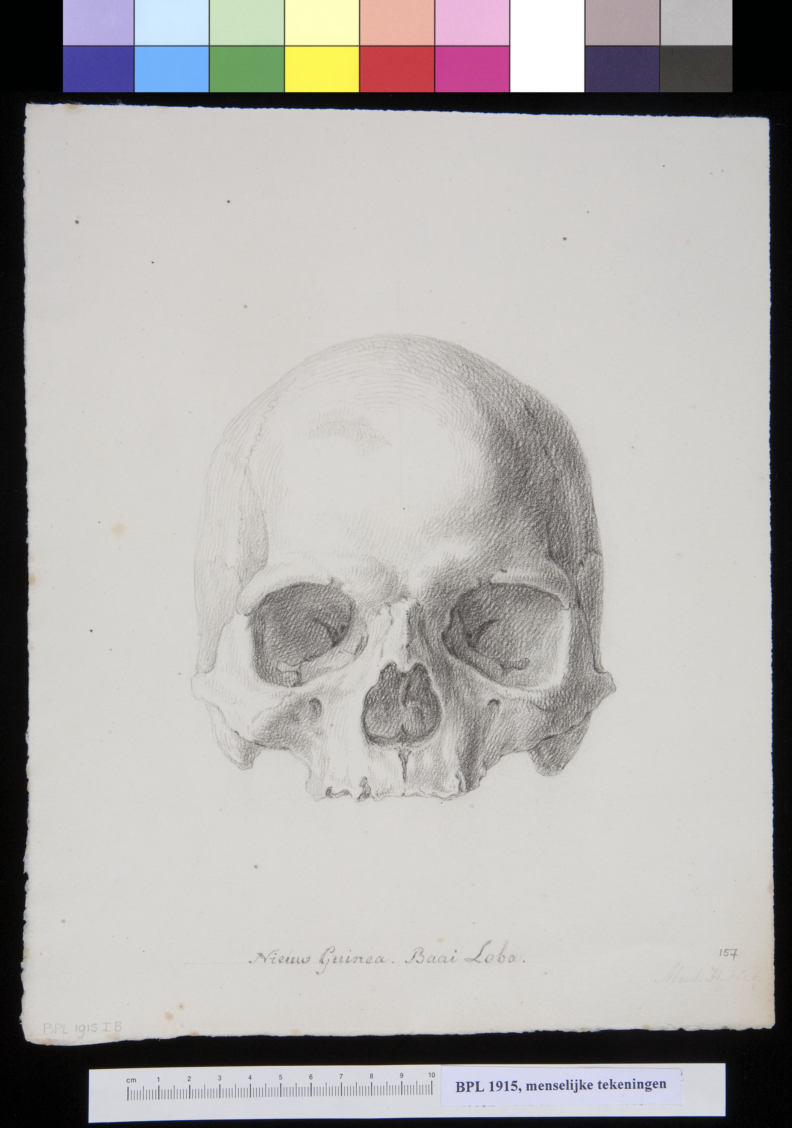 Skull from New Guinea, frontal view