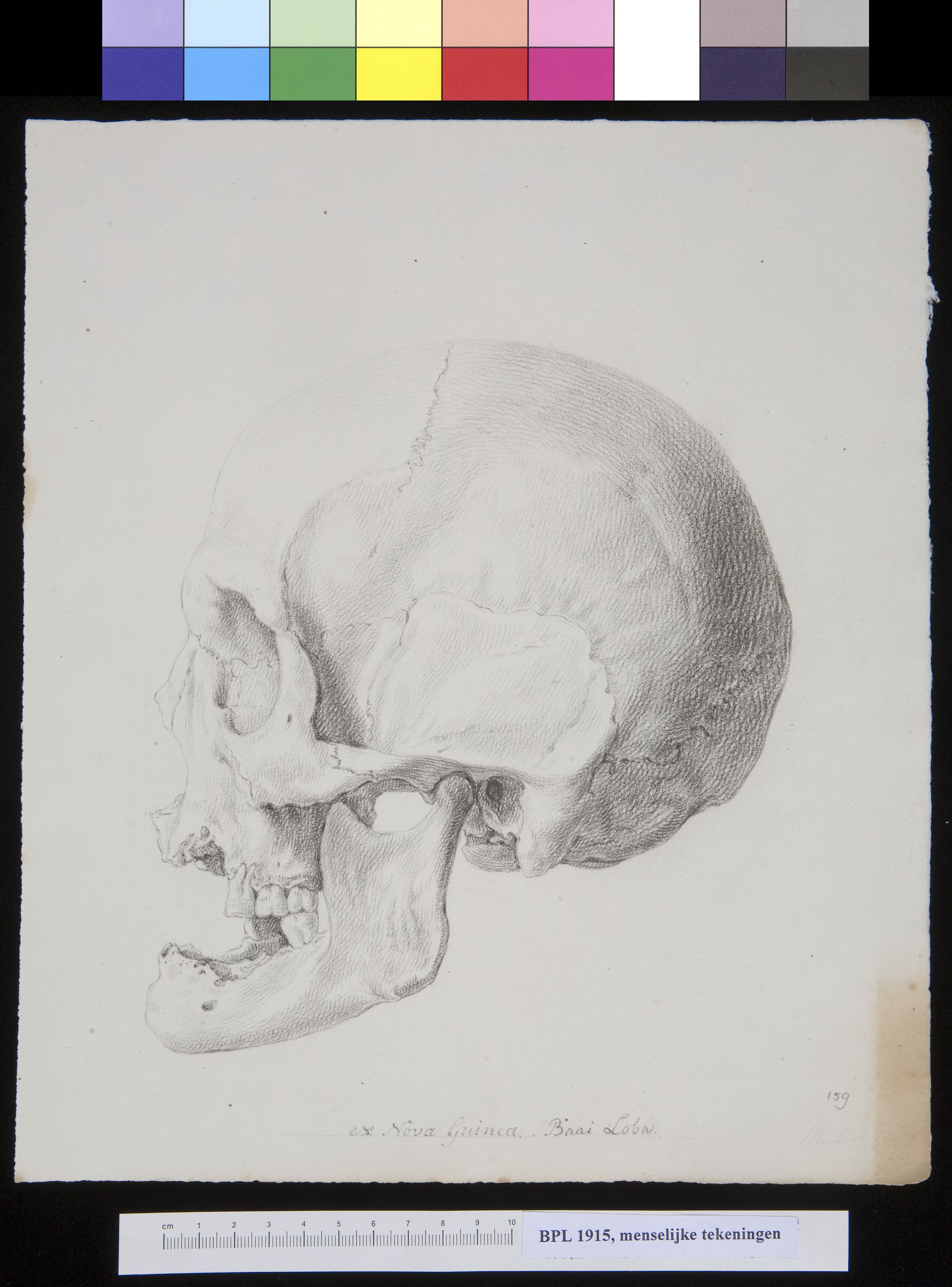 Skull from New Guinea, lateral view